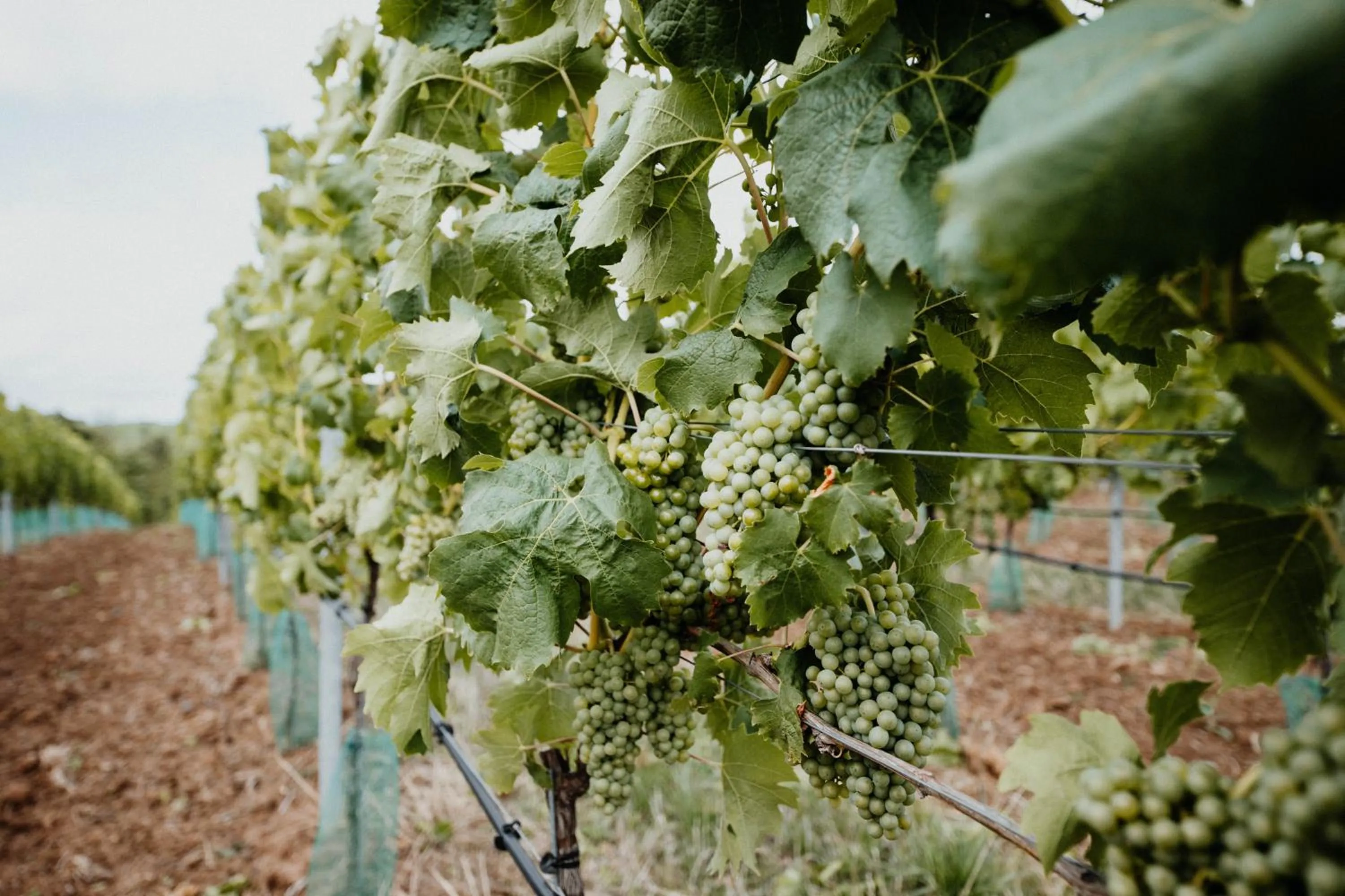 Off site in Sonnenhotel Weingut Römmert Spa und Wellness