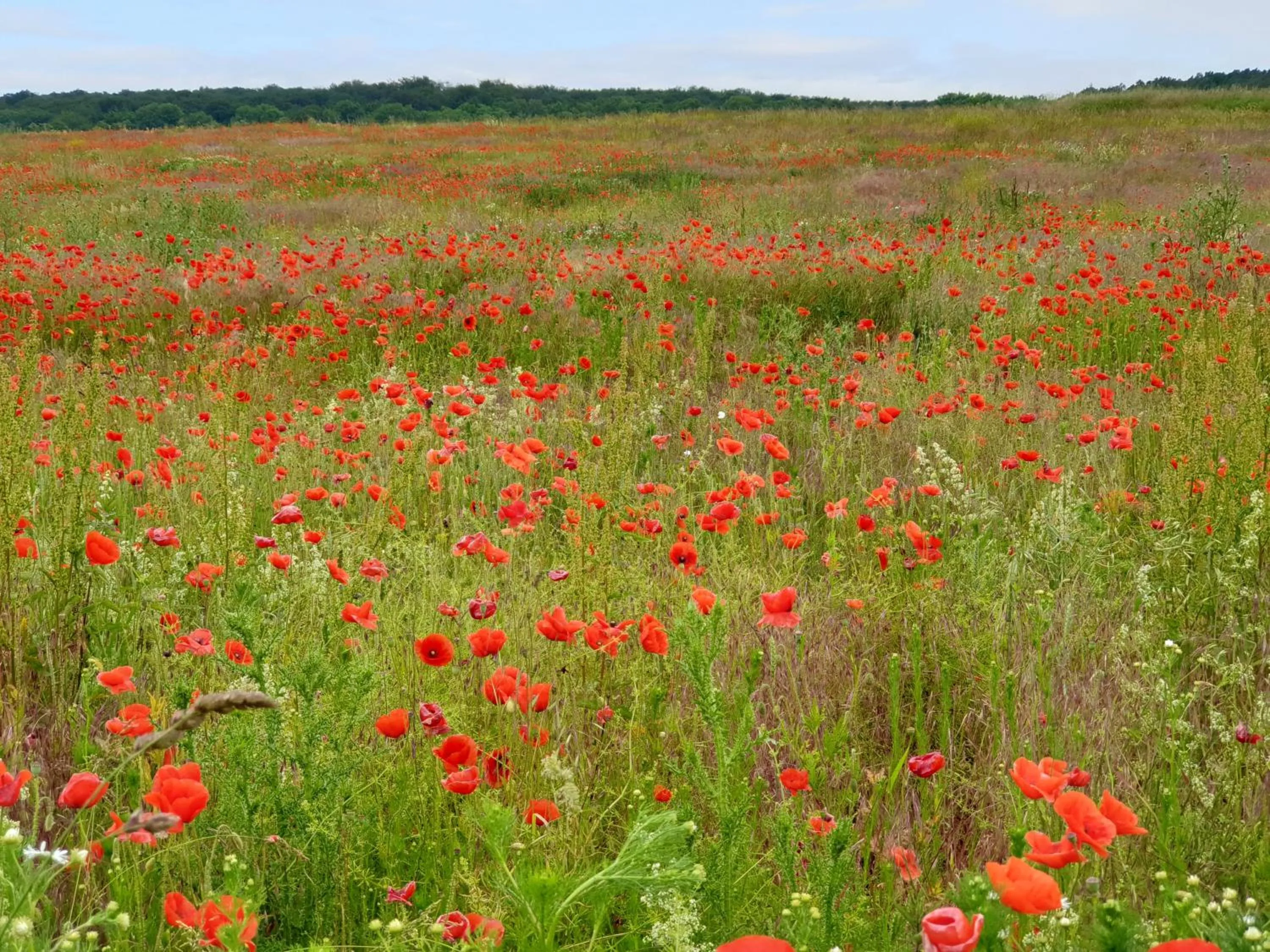 Natural landscape in Villa Bianca am Huy