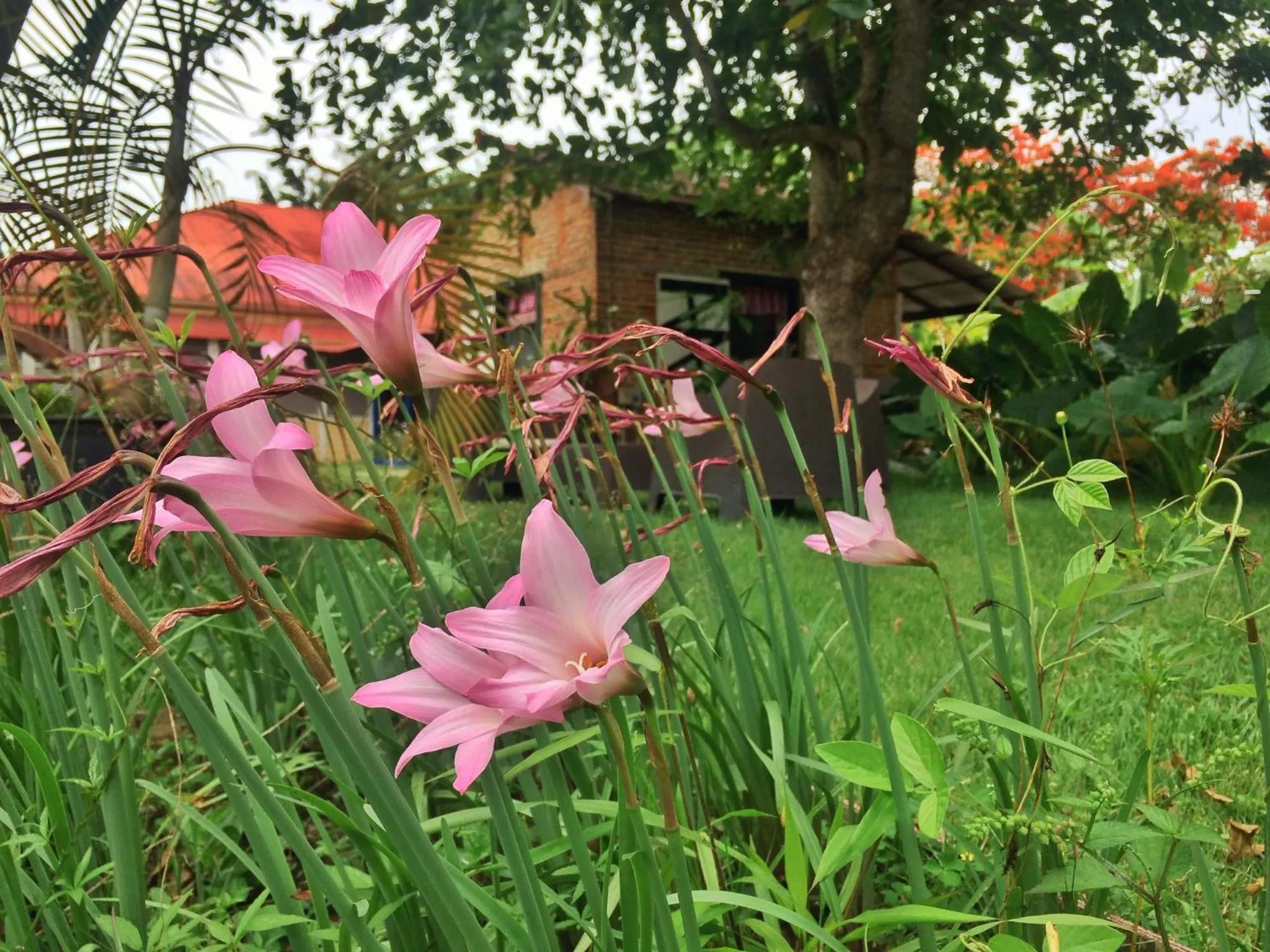 Garden in Campito Loving