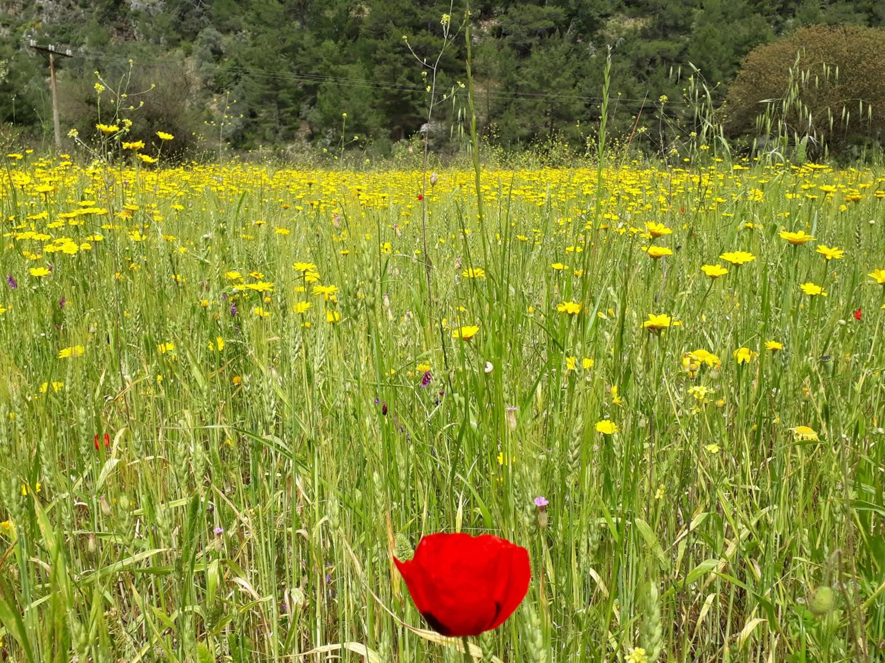 Nearby landmark in THE SARIGERME INN