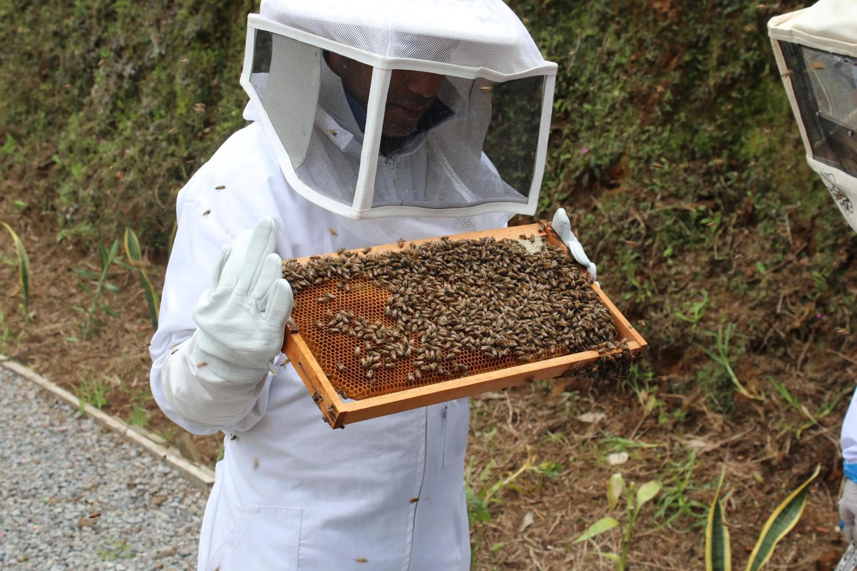 Activities in TREE TREK BOQUETE Adventure Park