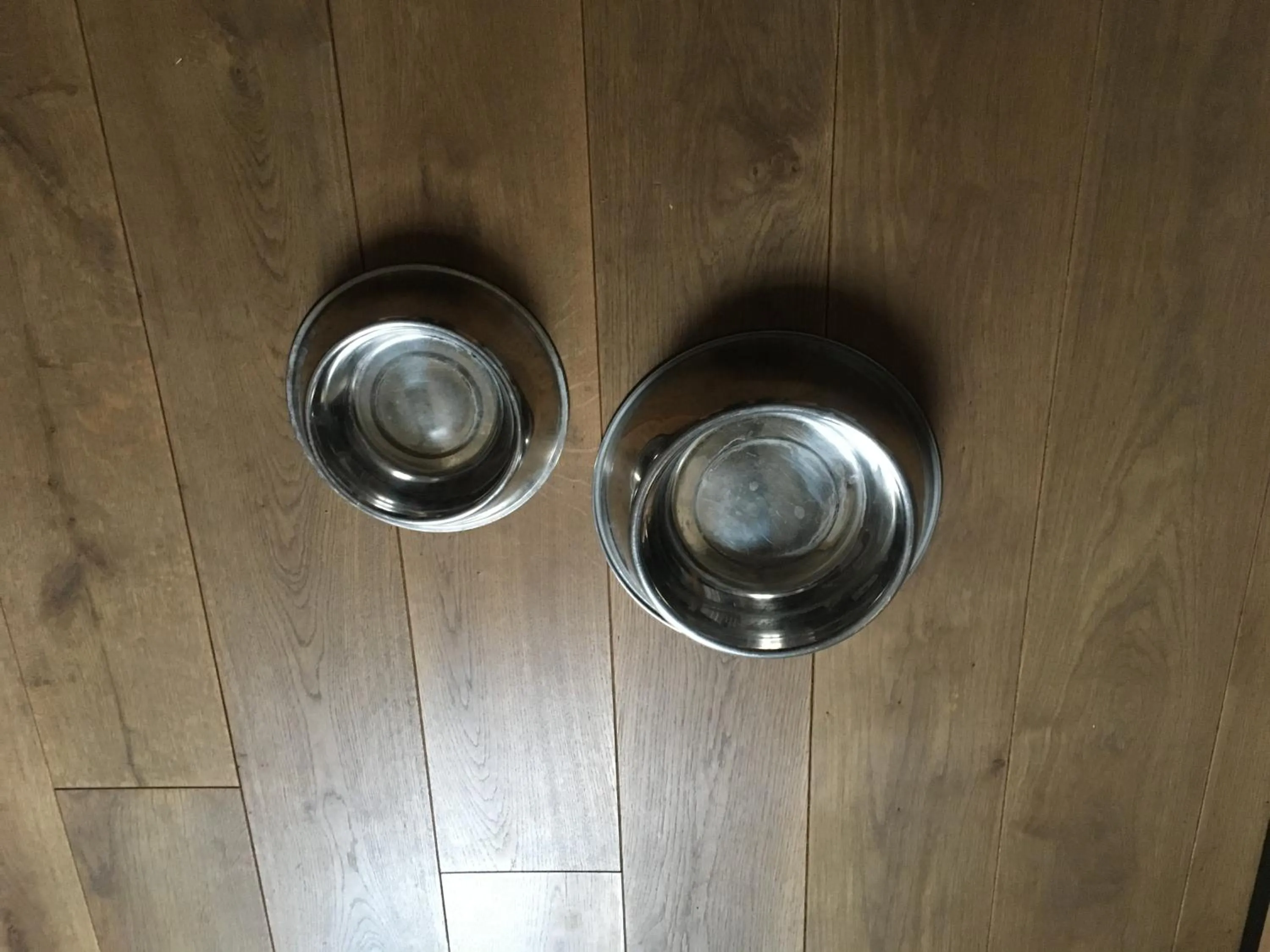 Pets in Tandem Hotel