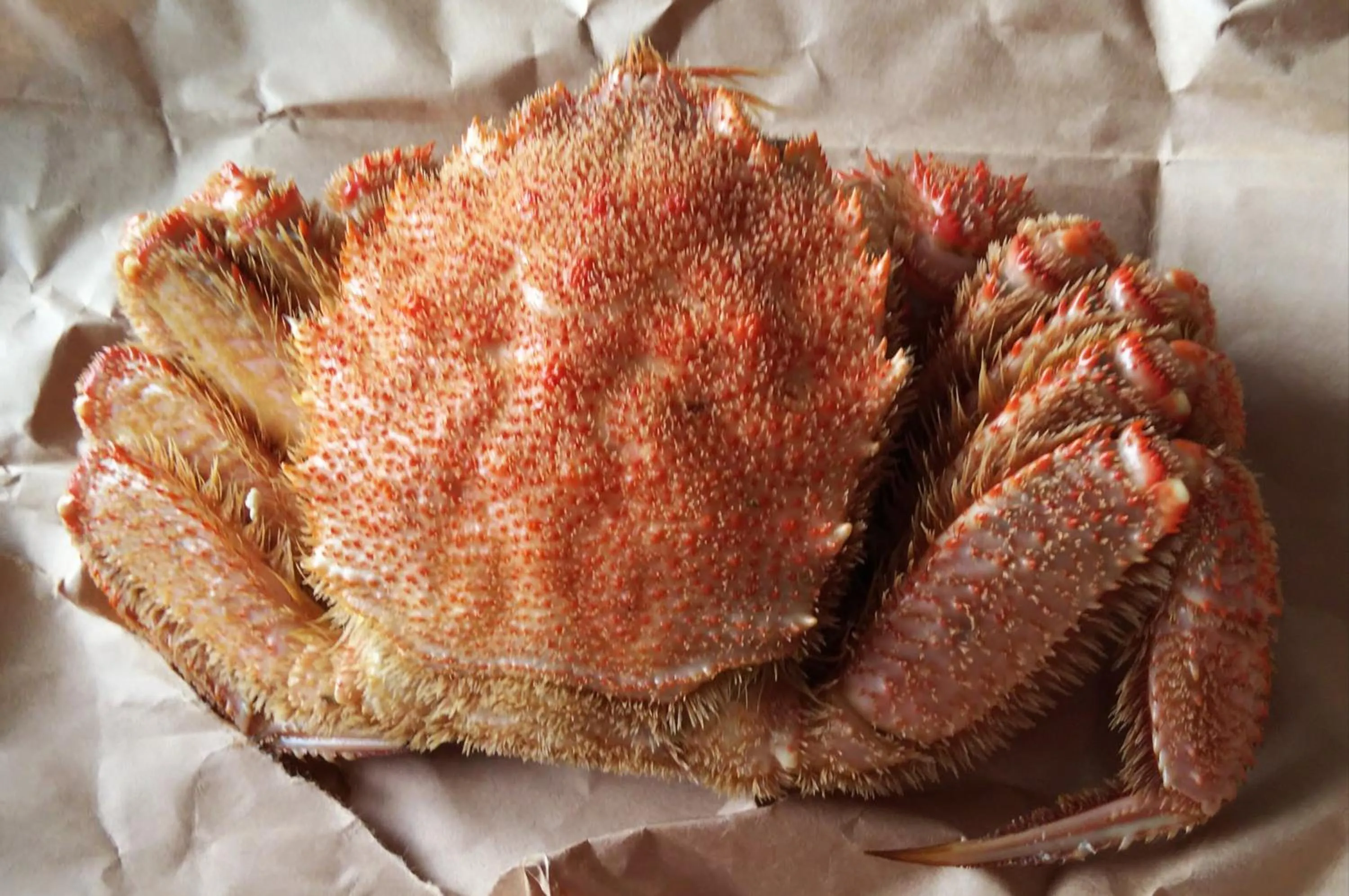 Minshuku Kaikazari Kunnui