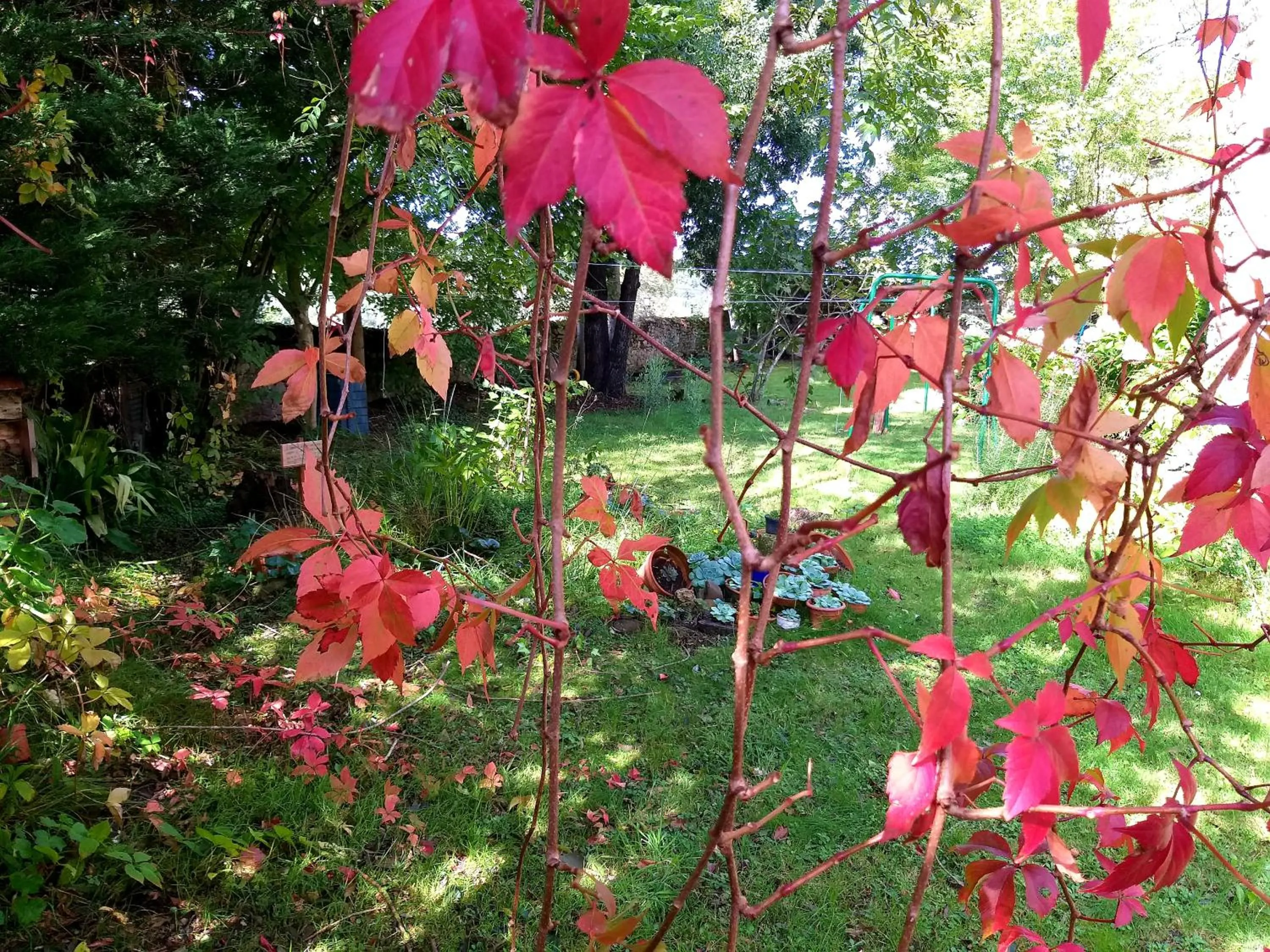 Garden in Casona De Linares