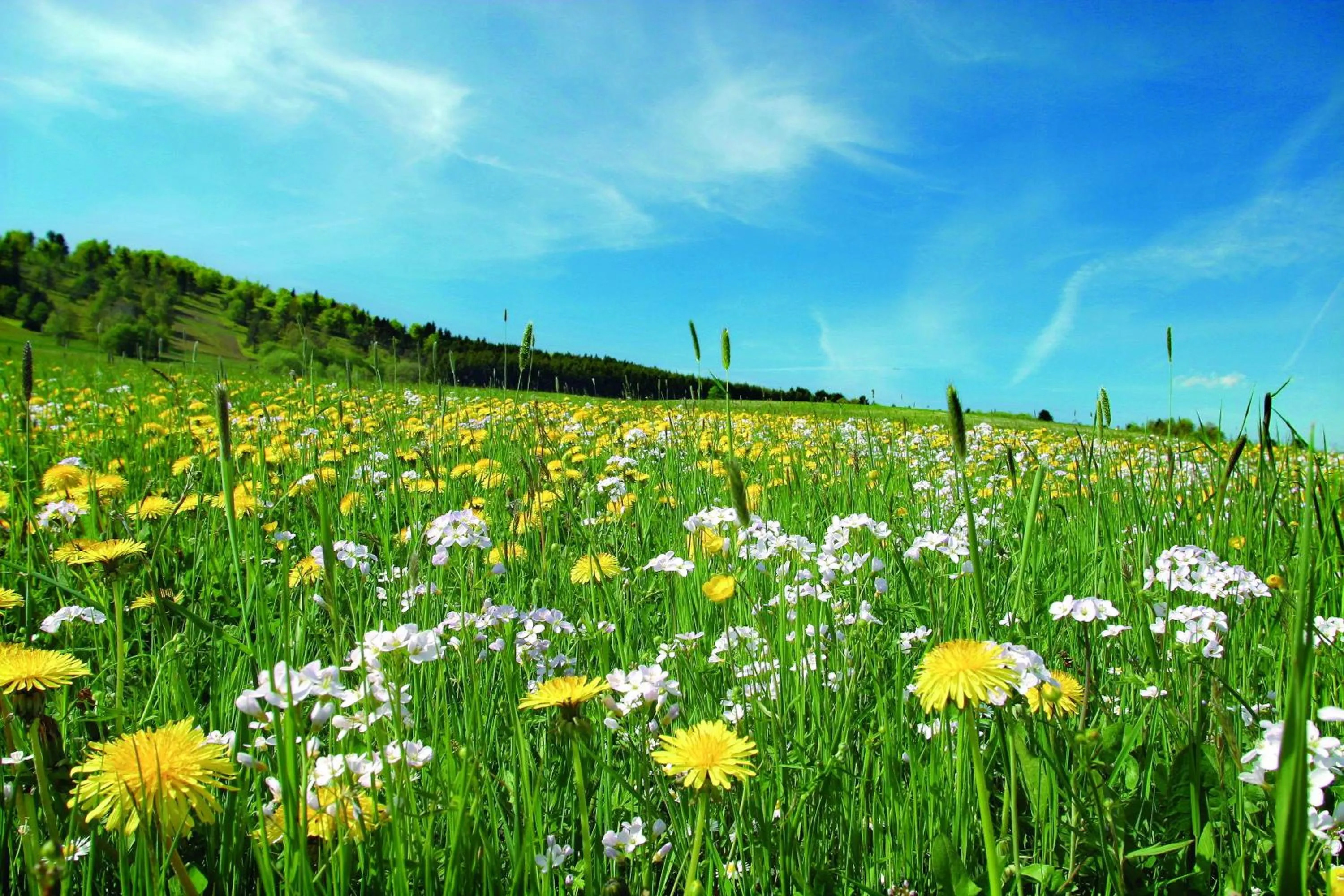 Spring in Aparthotel Jägerhaus