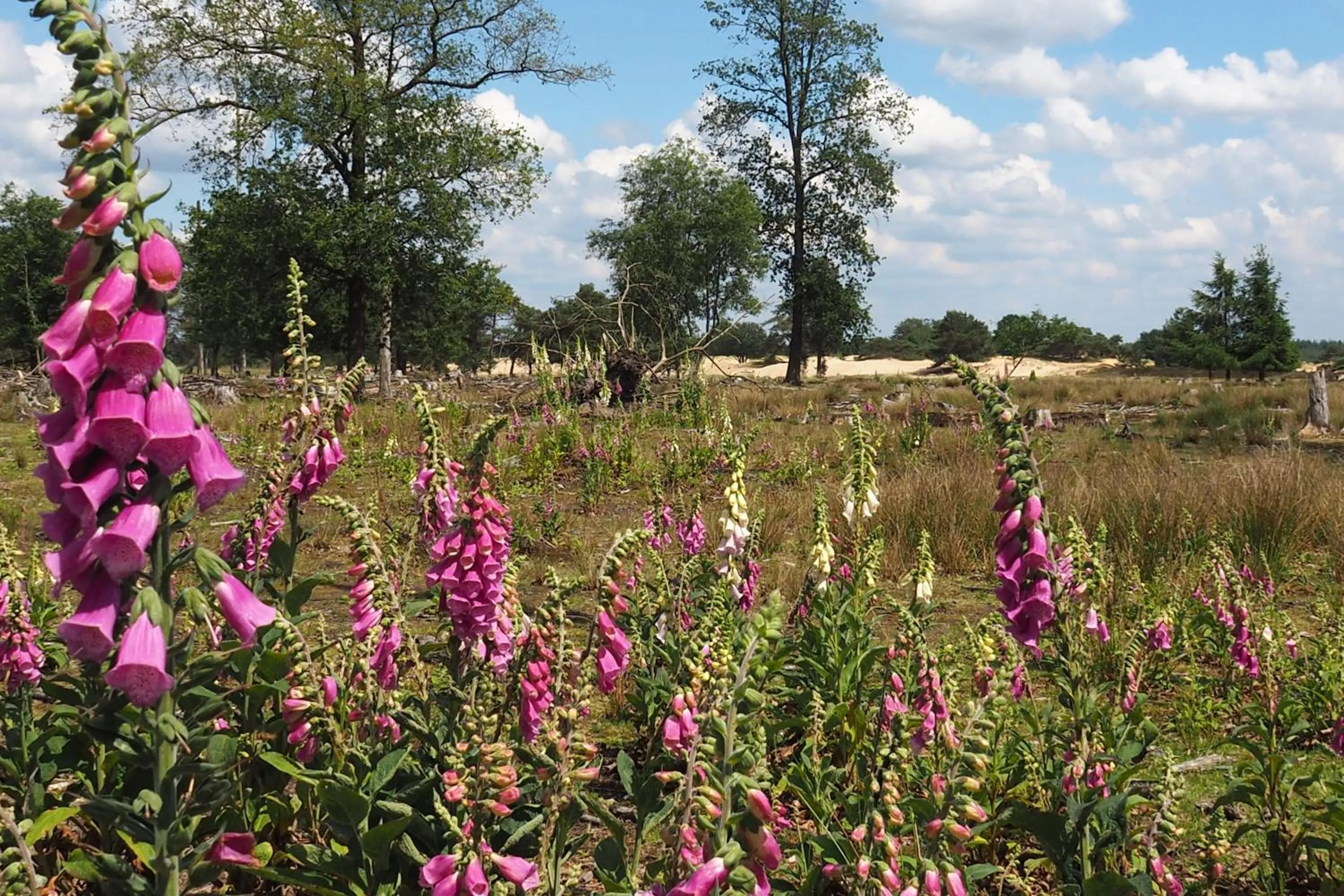 Natural landscape in RCN Vakantiepark de Roggeberg