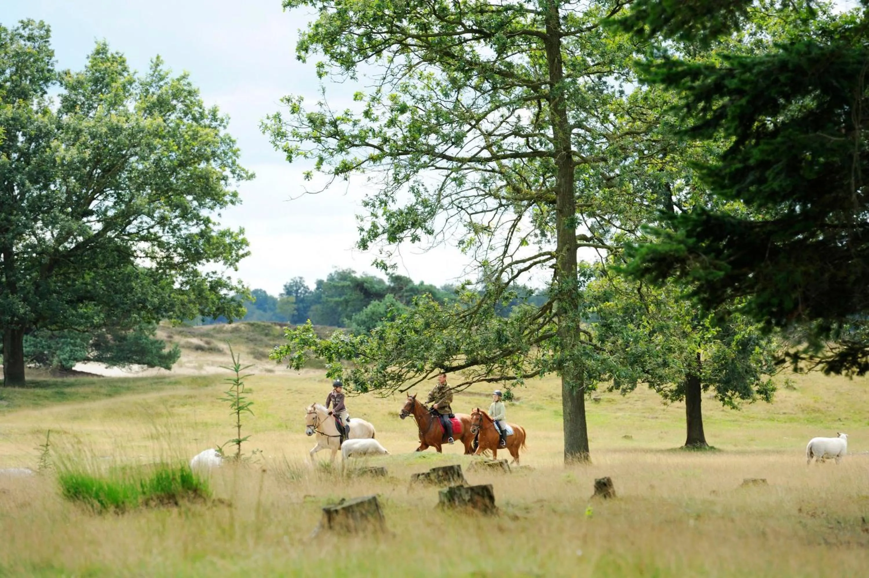 Natural landscape in RCN Vakantiepark de Roggeberg