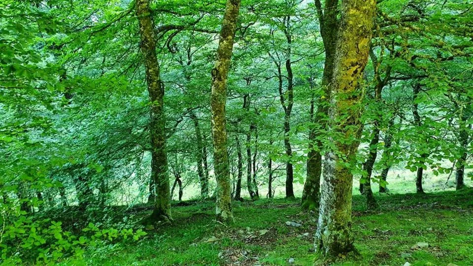 Natural landscape in La Casona de Mestas