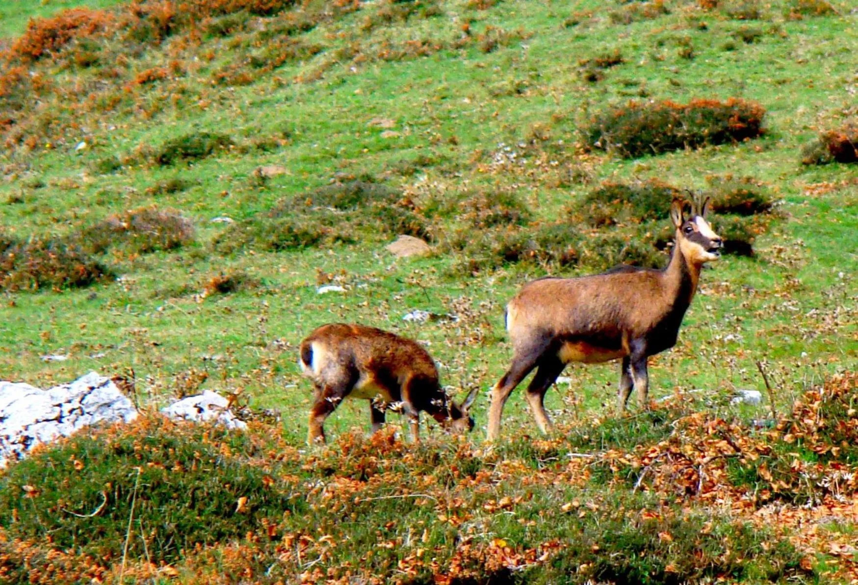 Animals in La Casona de Mestas