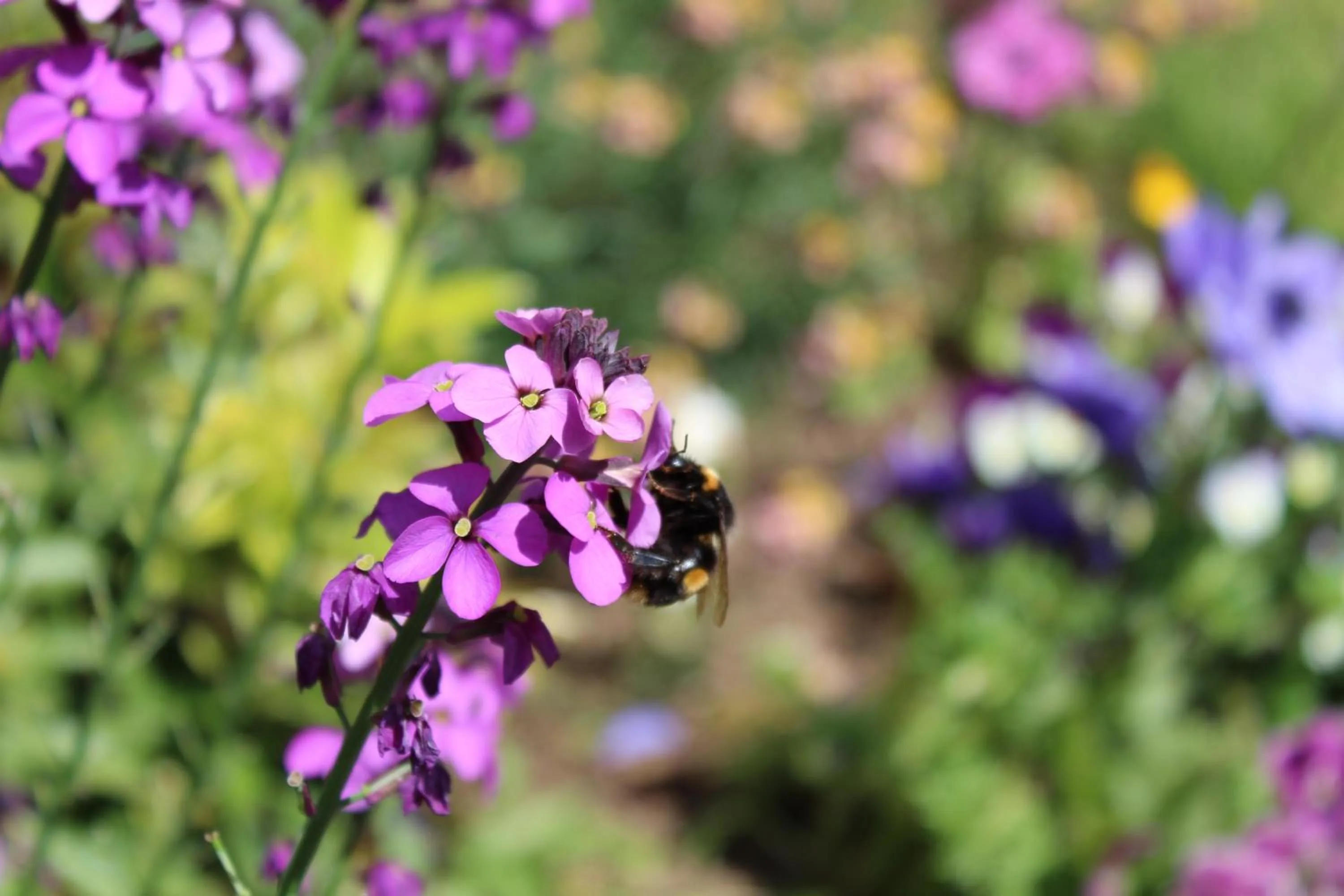 Garden in The Vine B & B
