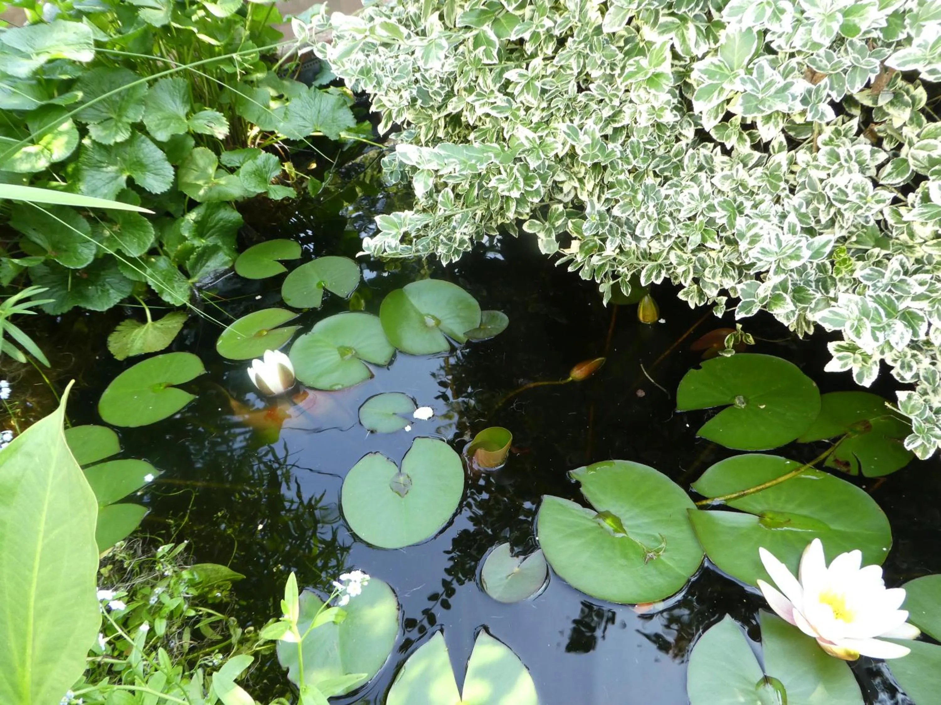 Patio in Gasthof zur Querenburg