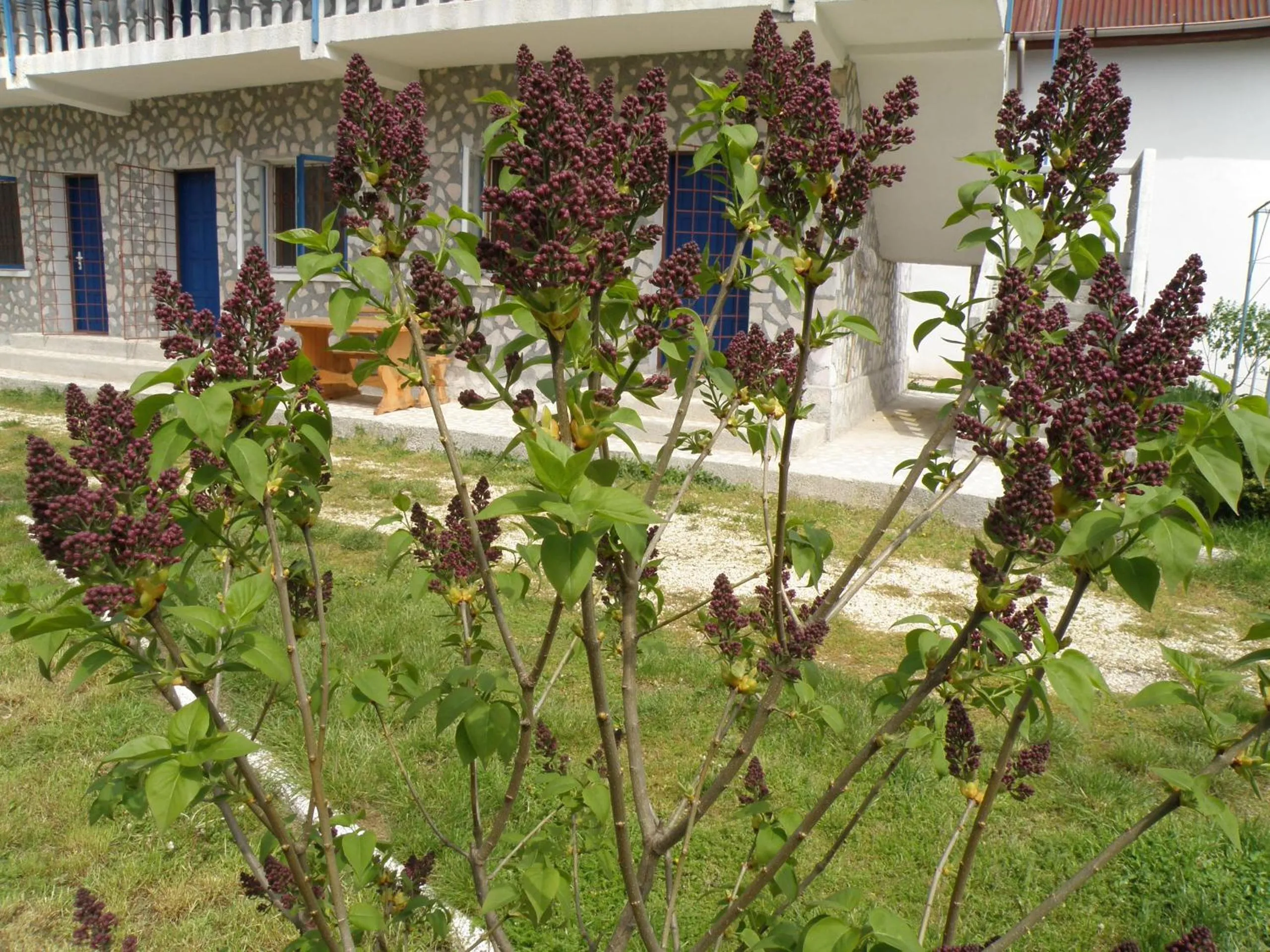 Facade/entrance in Tourist Paradis Costinesti