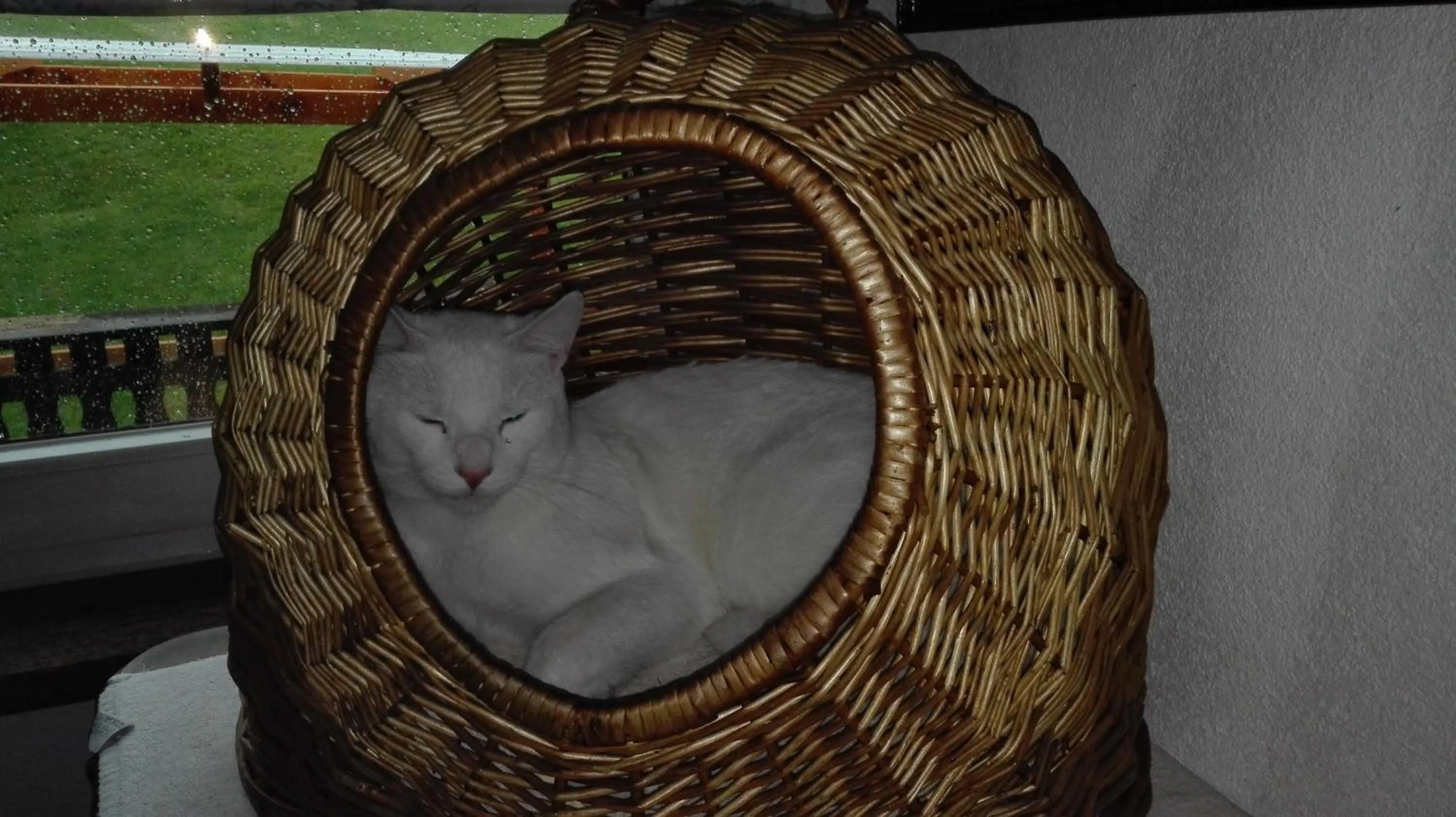 Pets in Landhaus Birgit