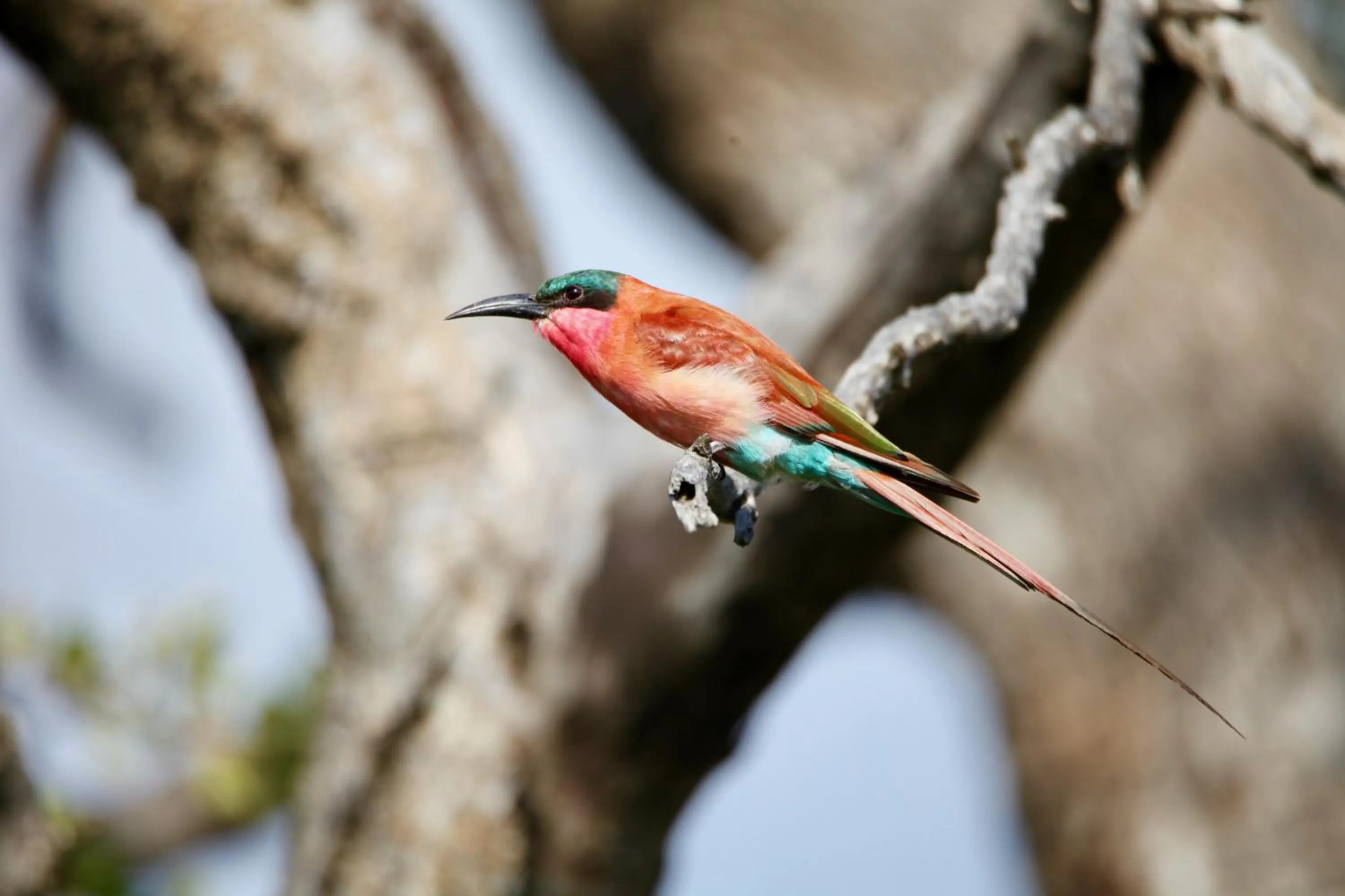 Ivory Wilderness River Rock Lodge