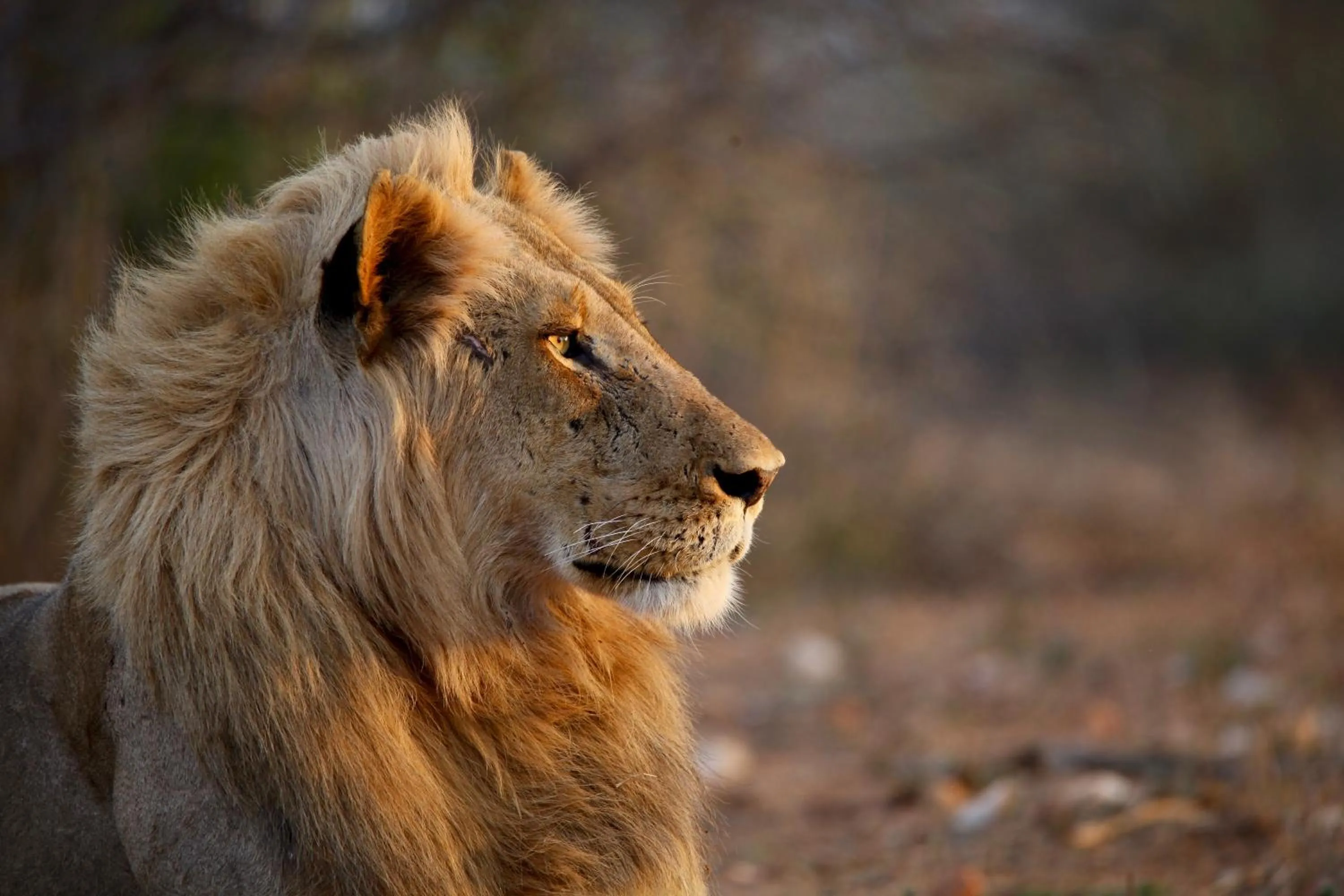 Ivory Wilderness River Rock Lodge