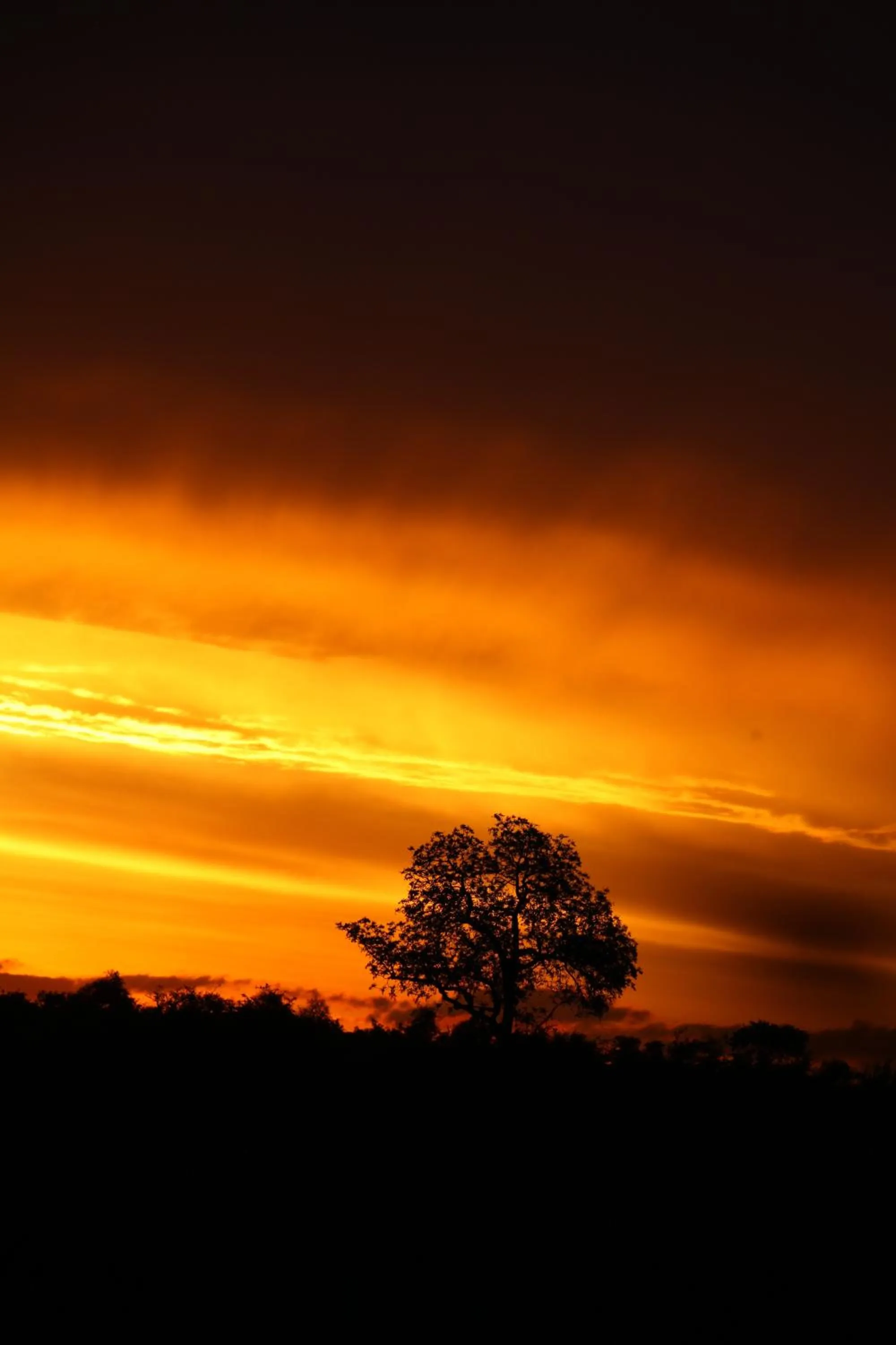 Ivory Wilderness River Rock Lodge