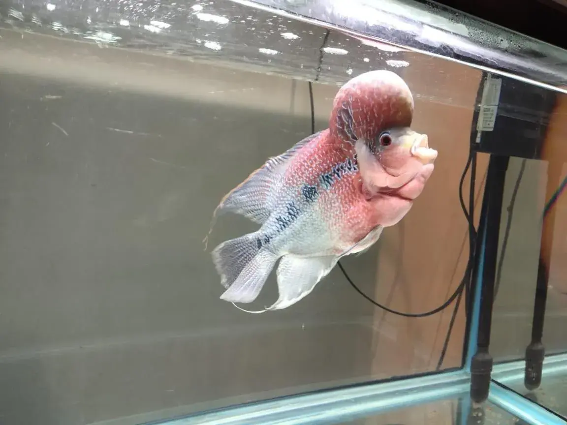 Hotel Western Gatz Hotel Western Gatz