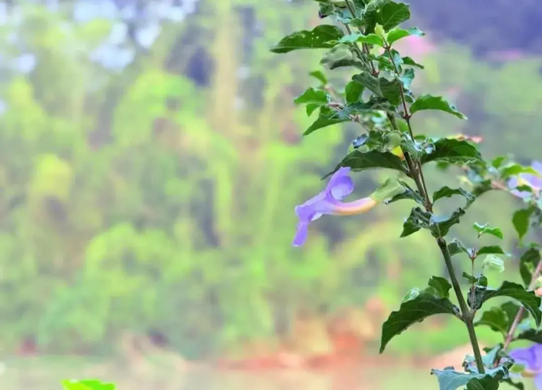 Property building in Green Bamboo Lodge Resort Property building in Green Bamboo Lodge Resort