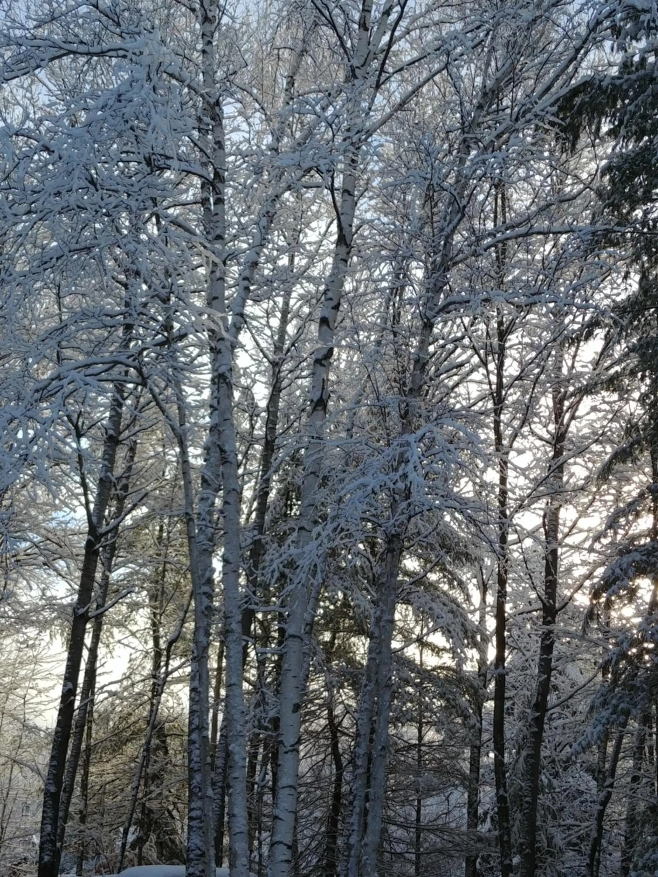 Winter in Suite in the Bush-Private Apartment
