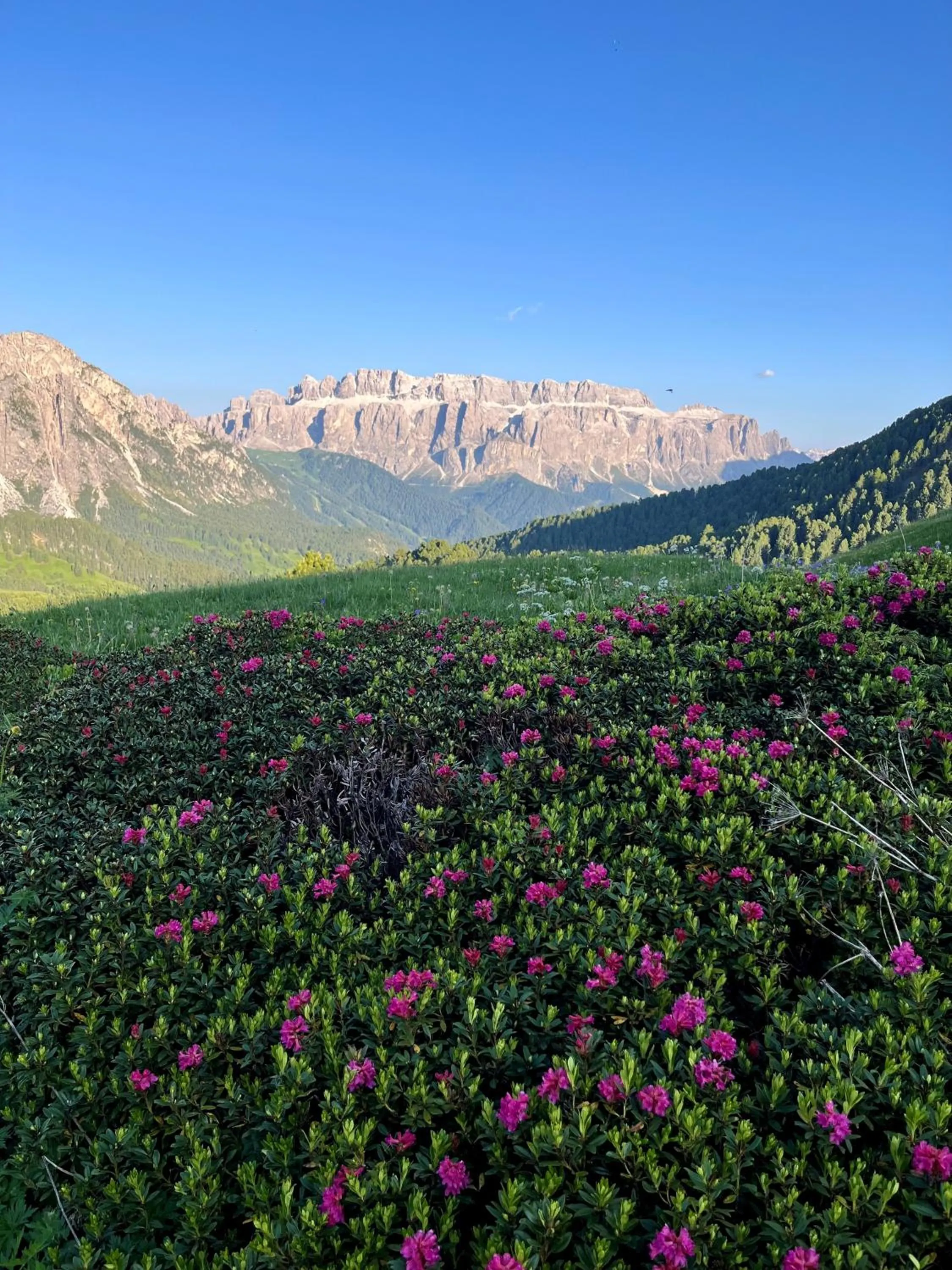 Natural landscape in Hotel Arnaria