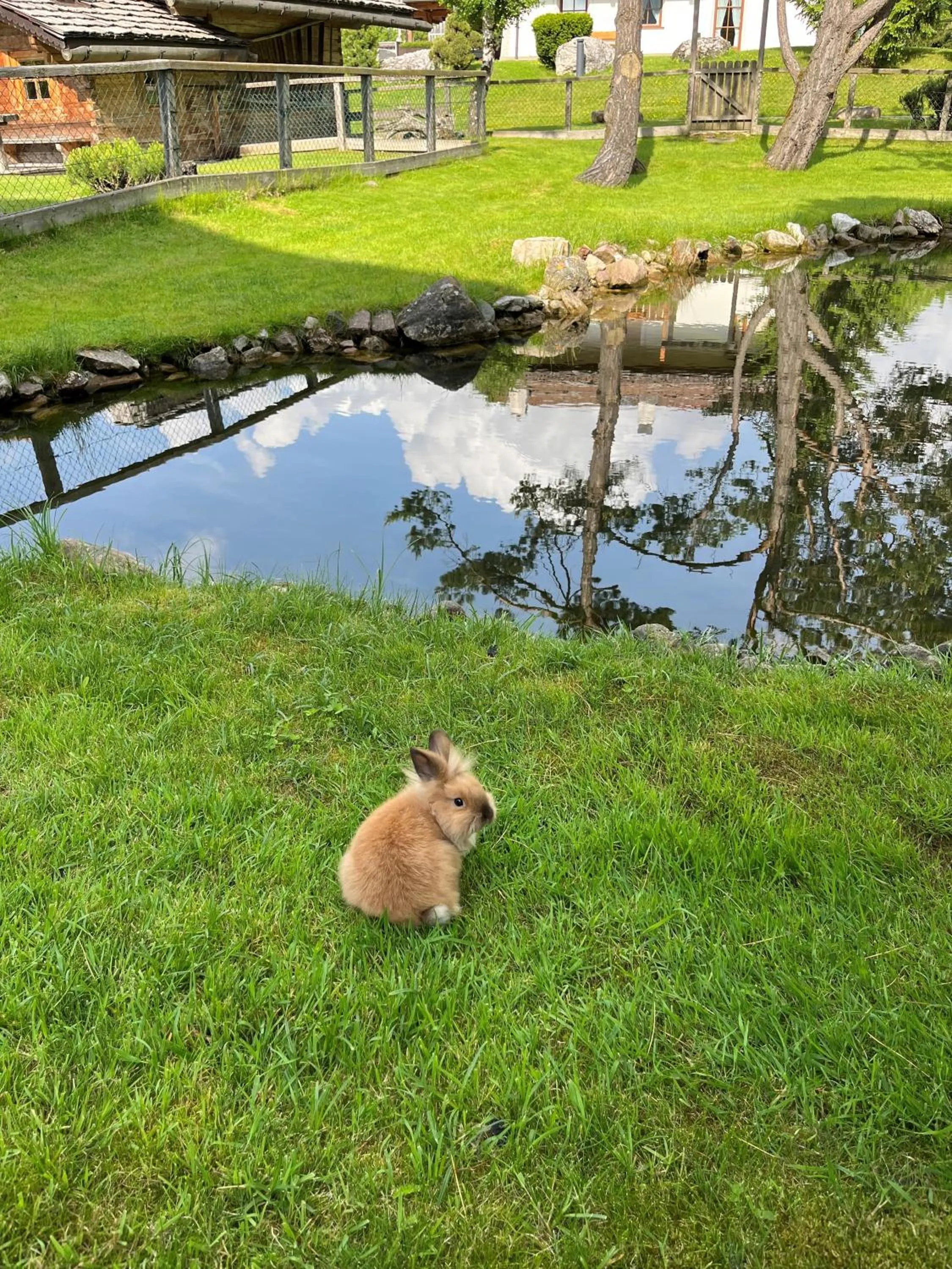 Animals in Hotel Arnaria