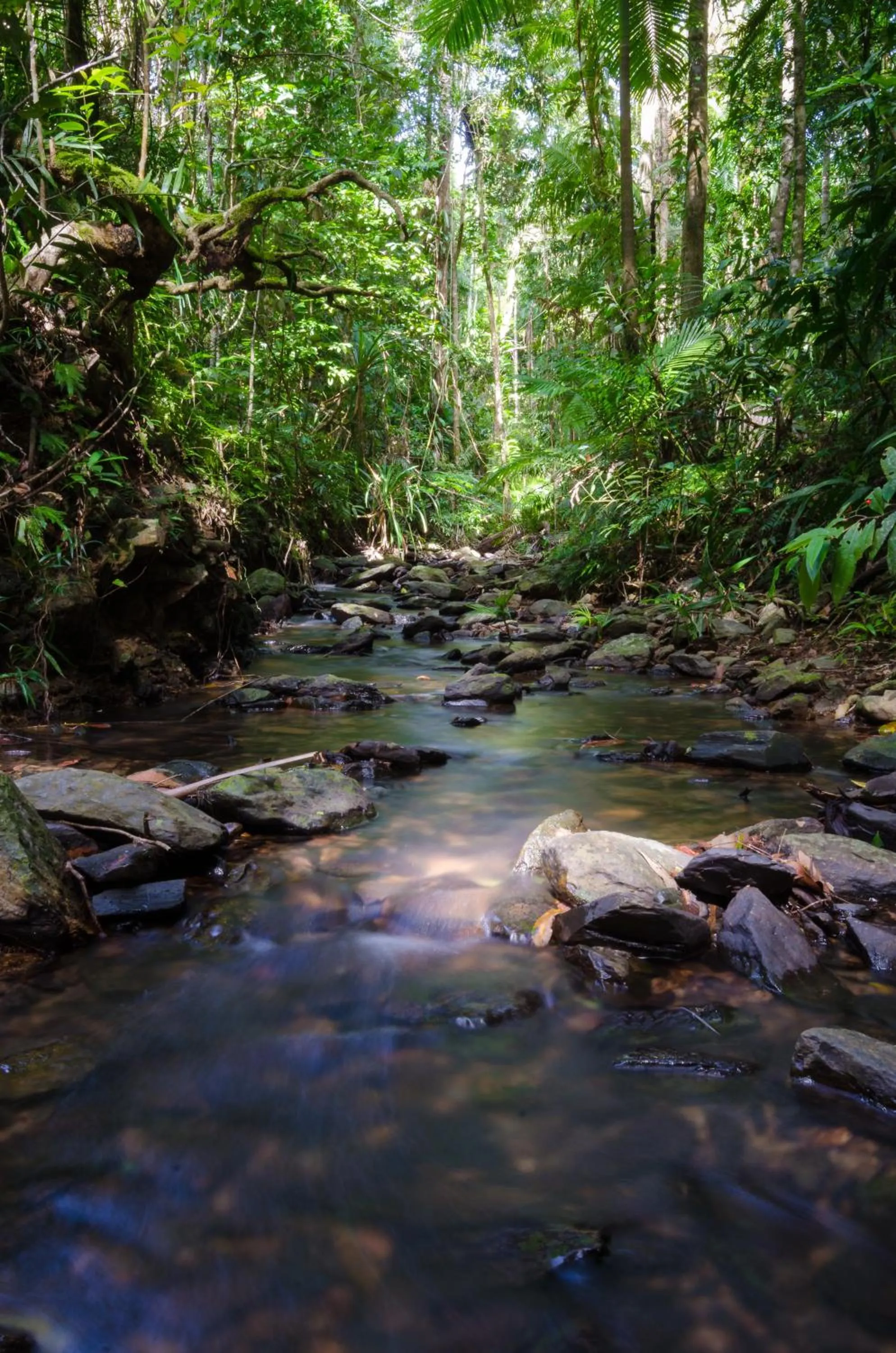 Natural landscape in Epiphyte B & B