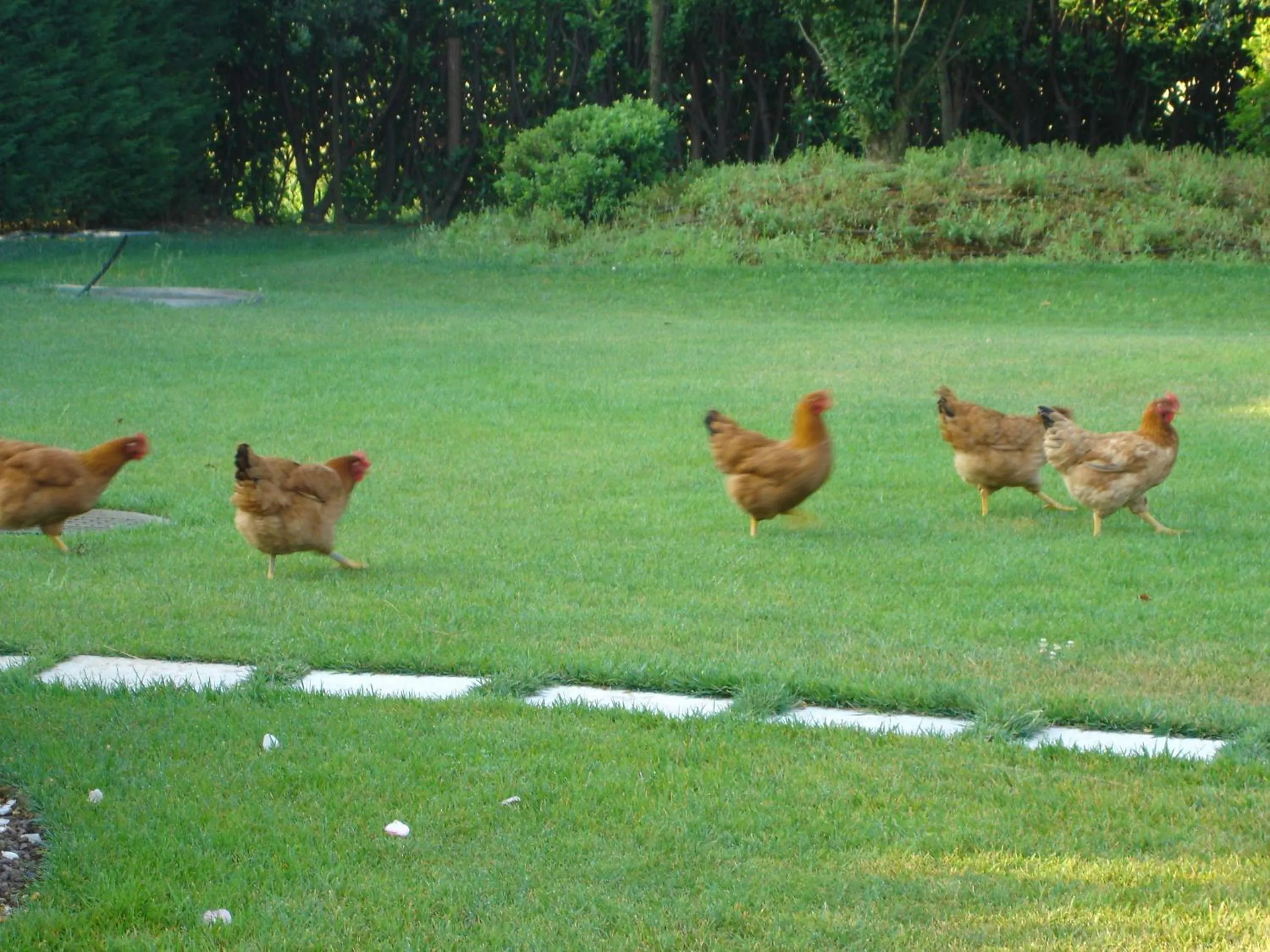 Pets in La Casa di Linda