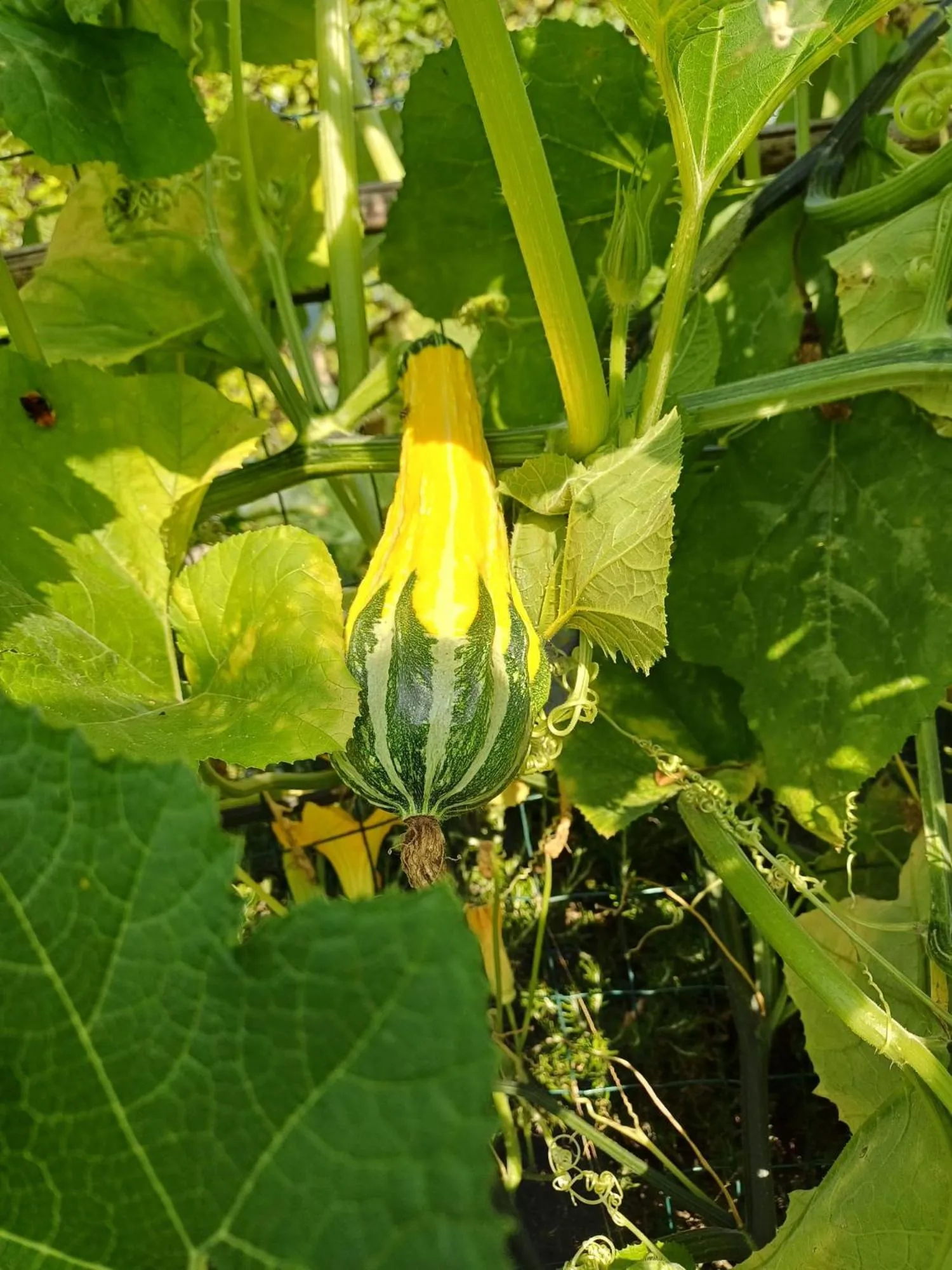 Garden in La Casa di Linda