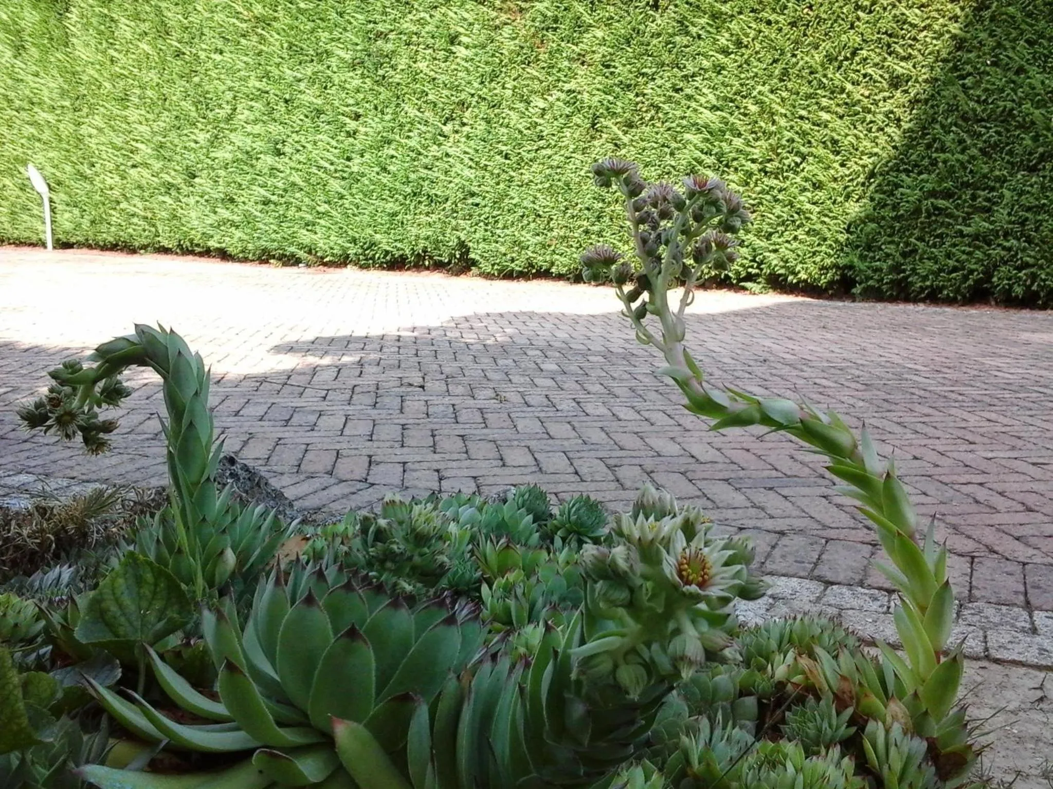 Other in La Casa di Linda