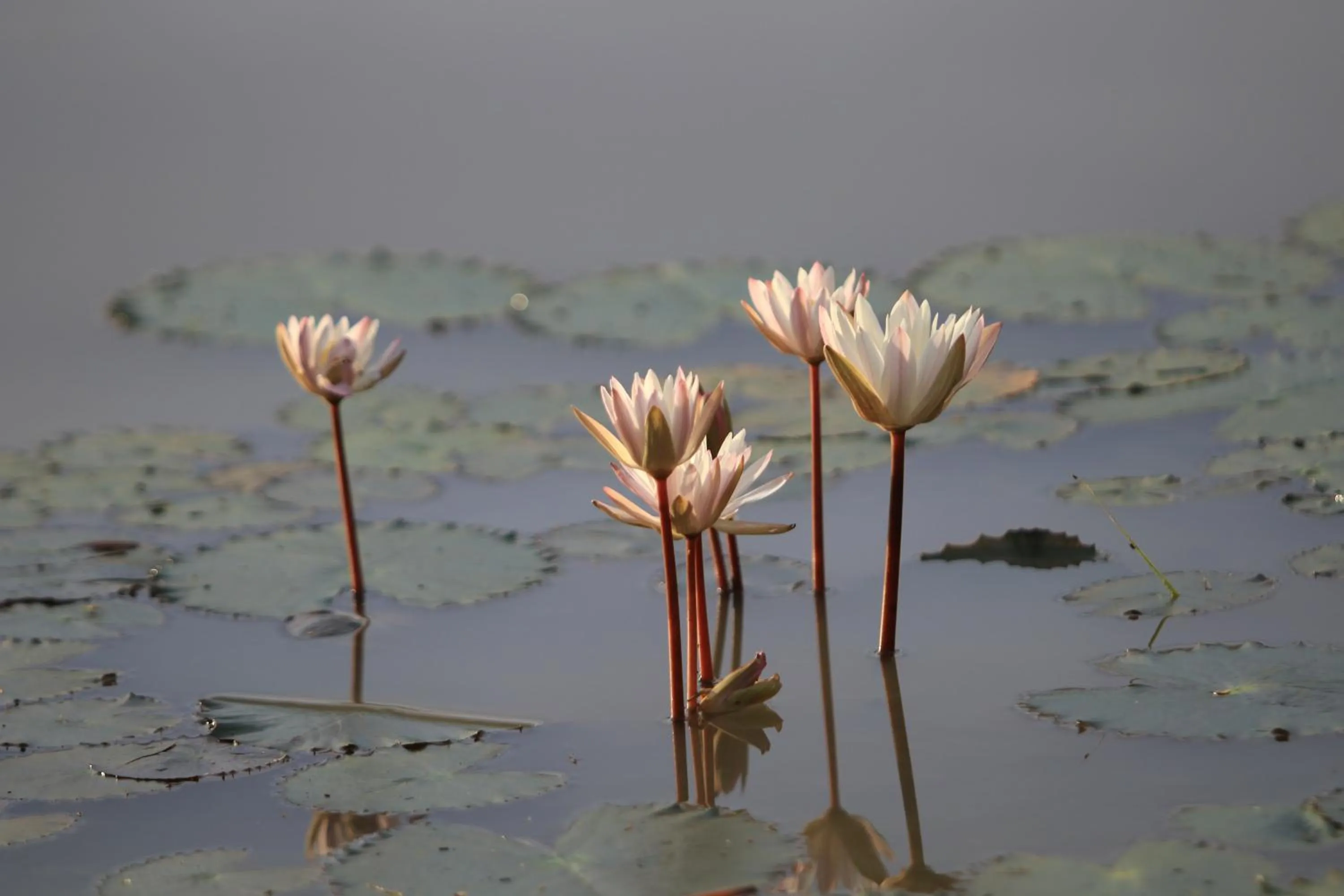 Garden view in Mailagama Cinnamon Residence