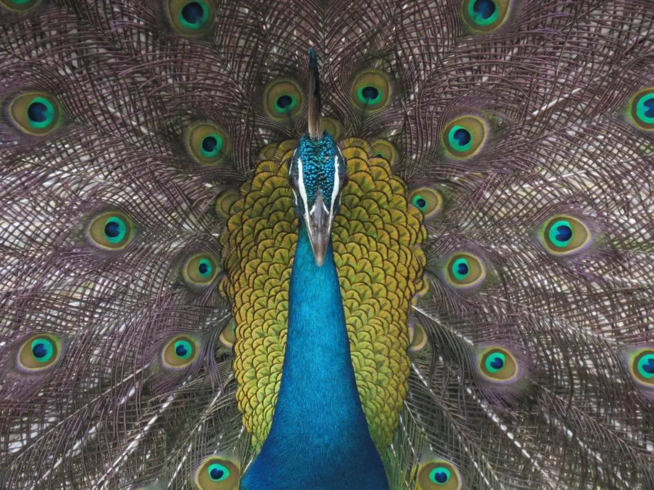 Animals in Mailagama Cinnamon Residence