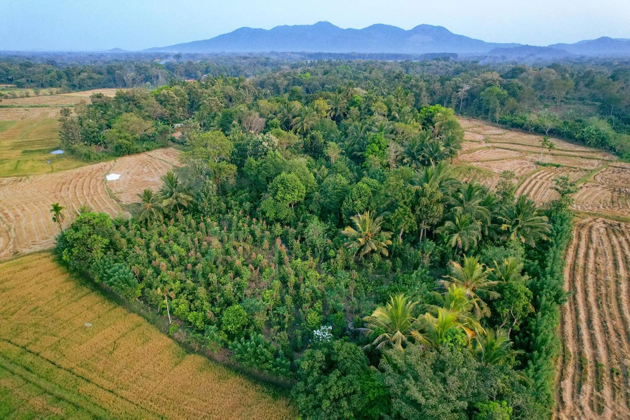 Natural landscape in Mailagama Cinnamon Residence
