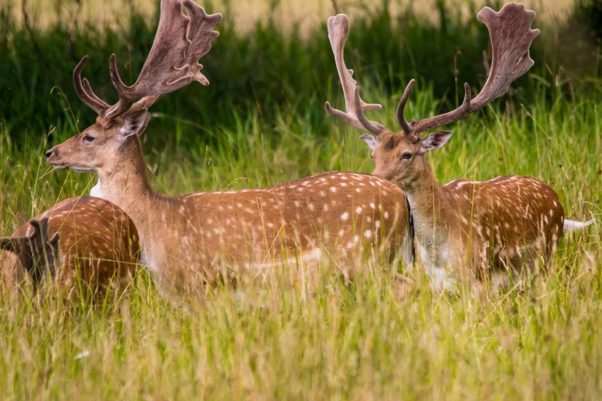 Jagdschloss Mönchbruch