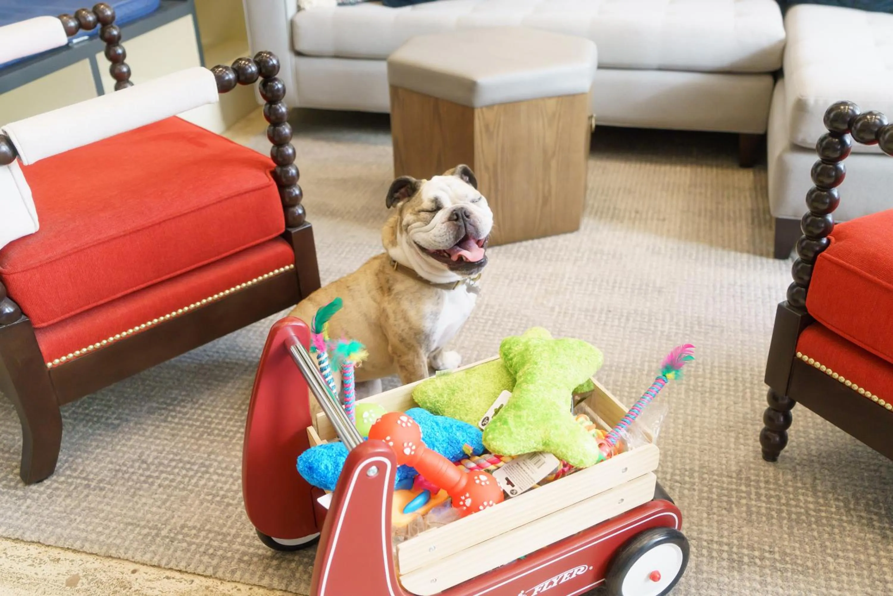 Pets in Hotel Spero, Vignette Collection by IHG