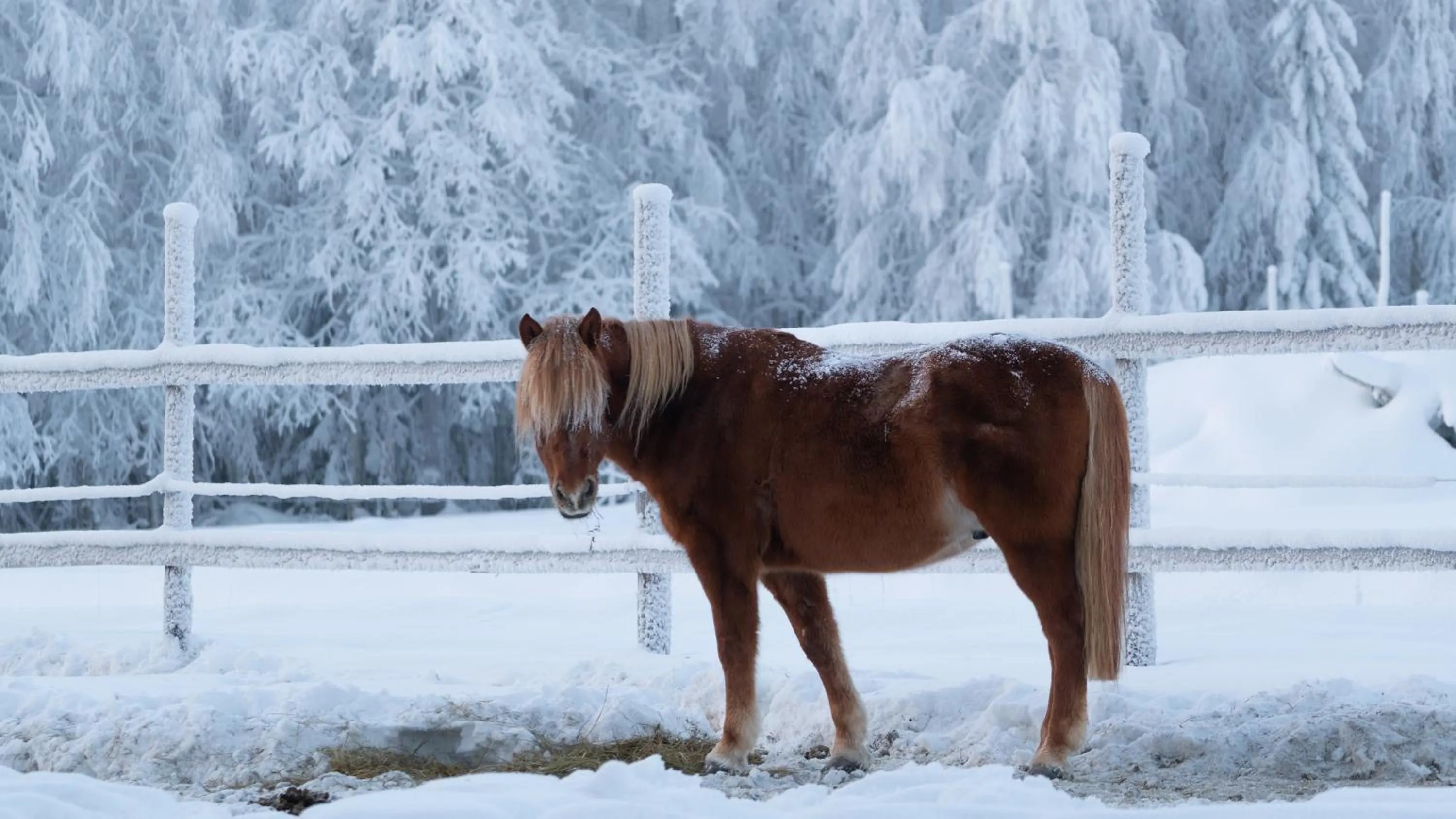 Winter in Heidin Mummola Farm