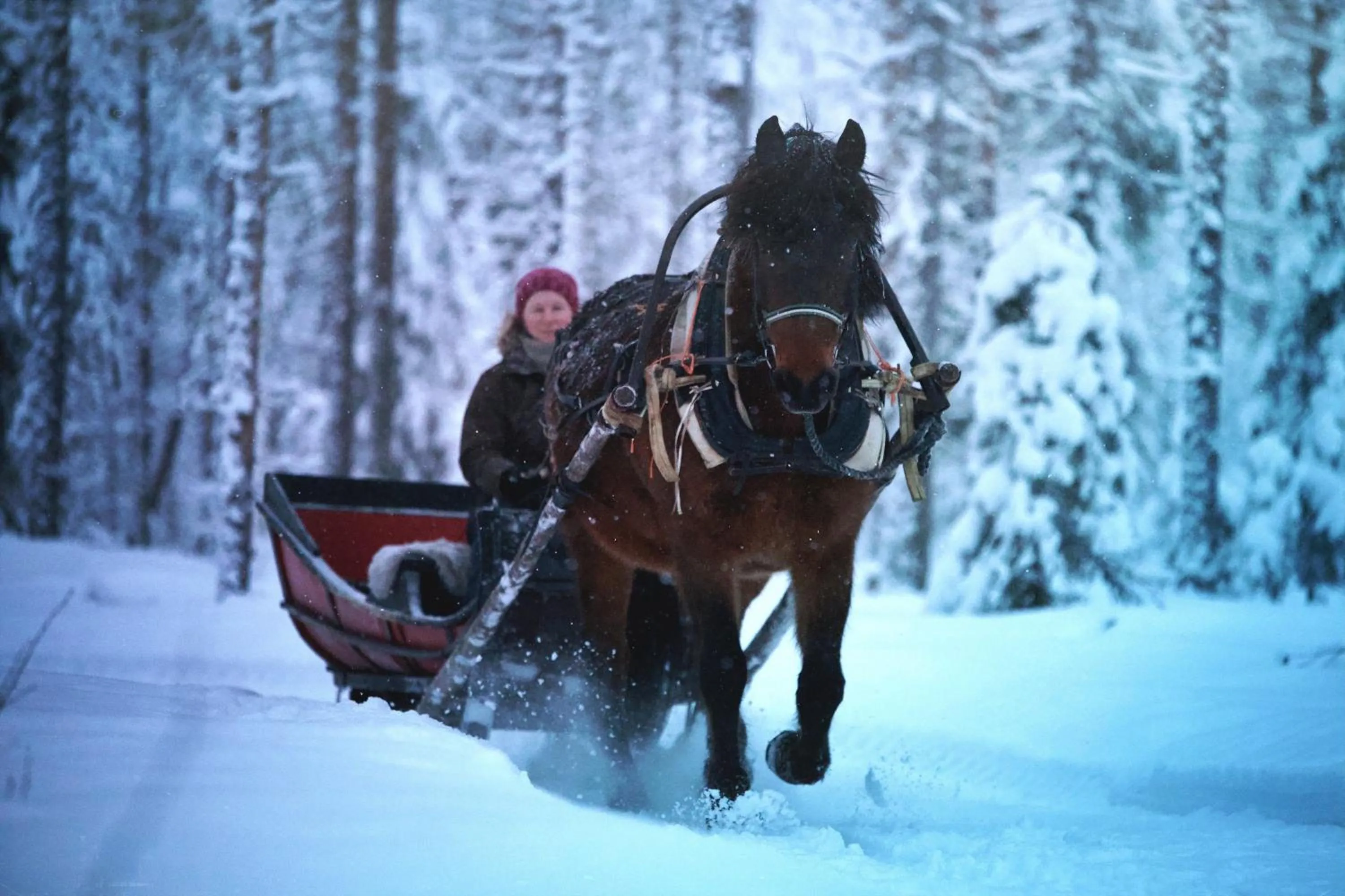 Winter in Heidin Mummola Farm