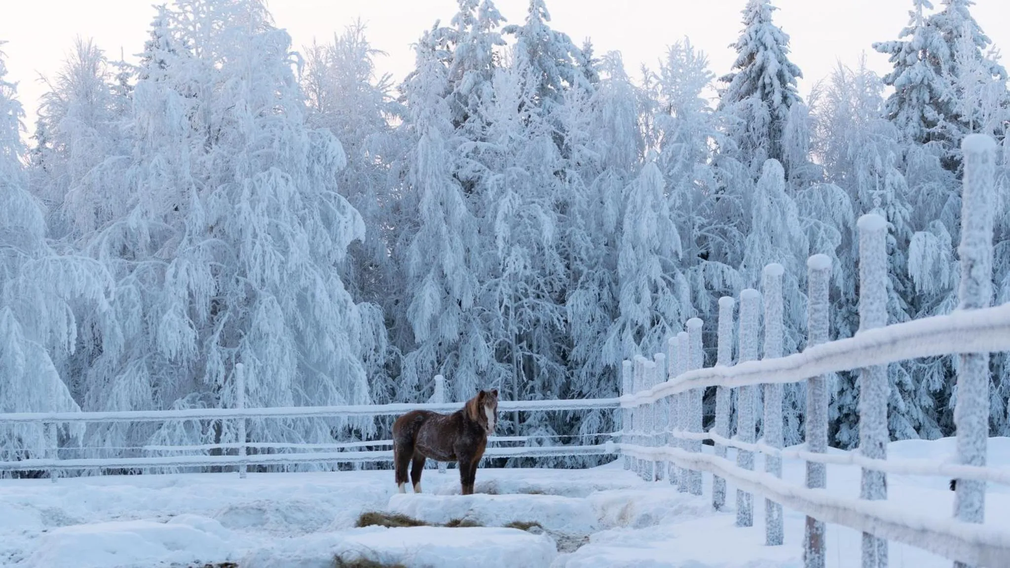 Winter in Heidin Mummola Farm