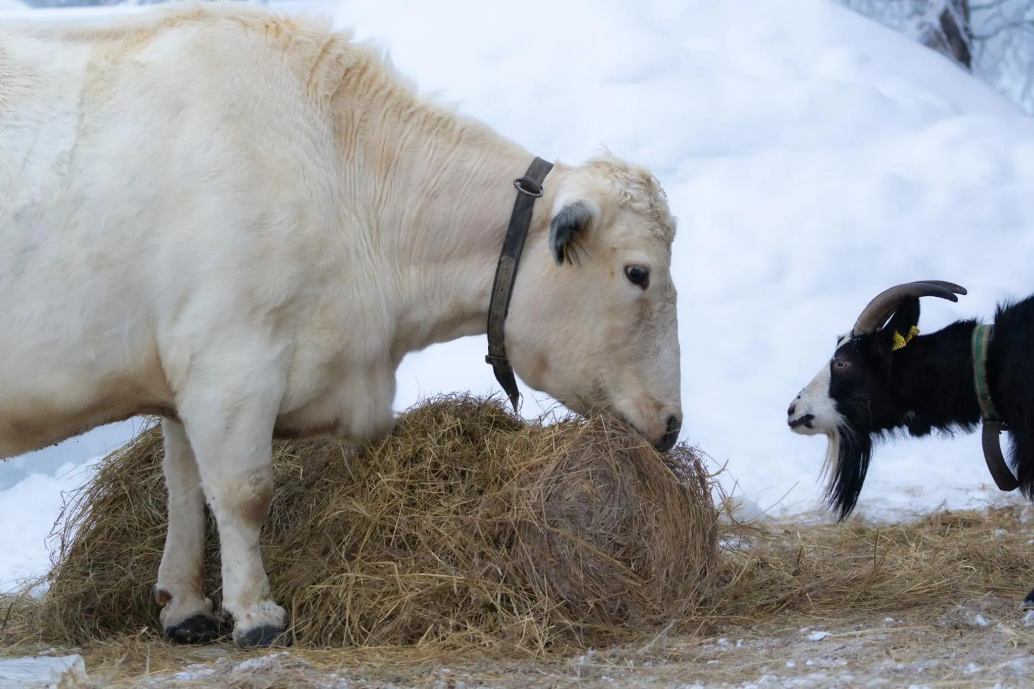 pet friendly in Heidin Mummola Farm