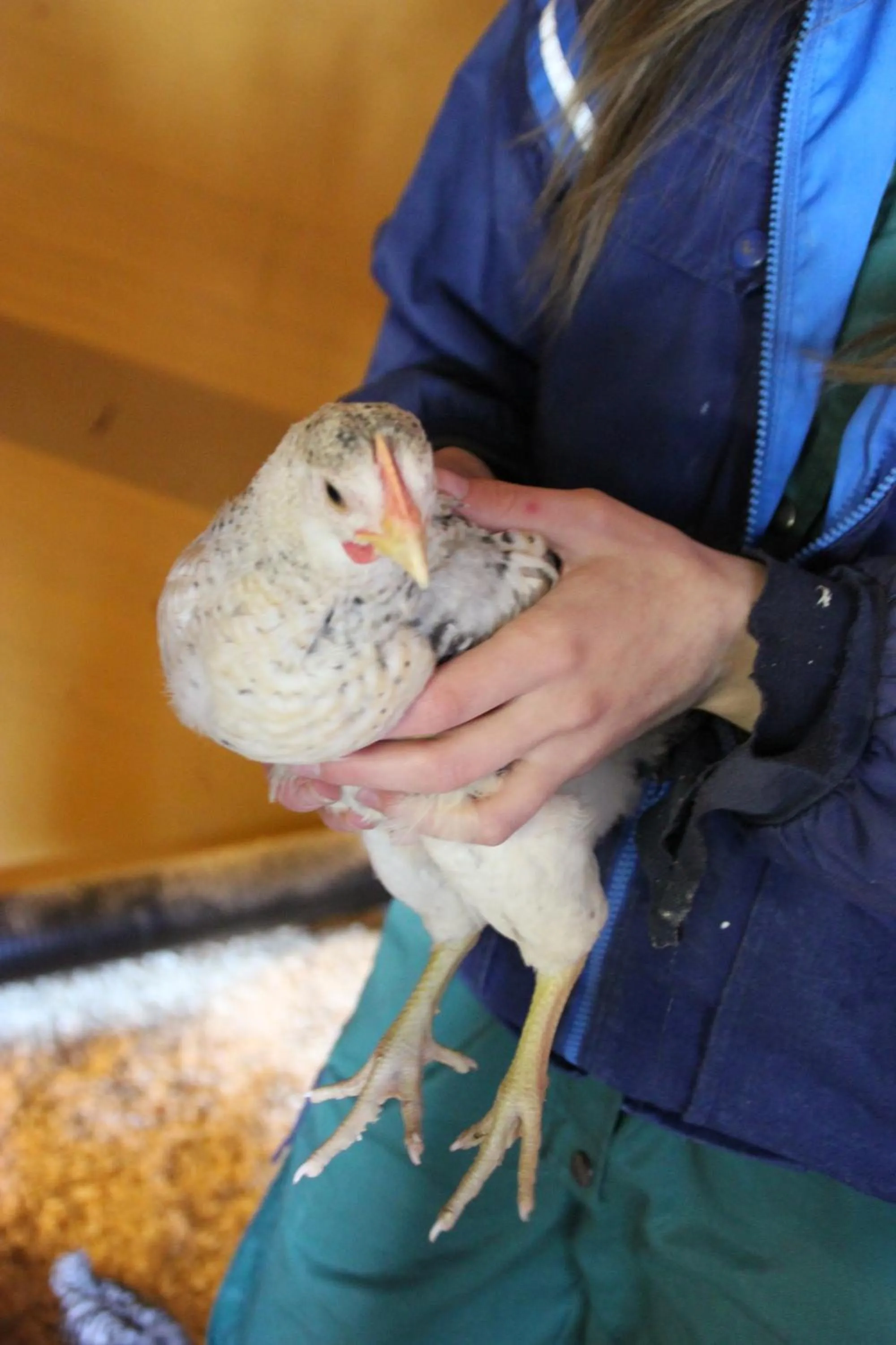 Animals in Heidin Mummola Farm