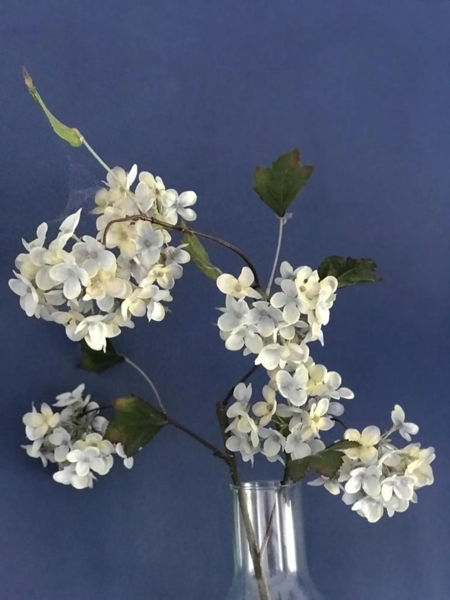 Other in Quinta Bogesi