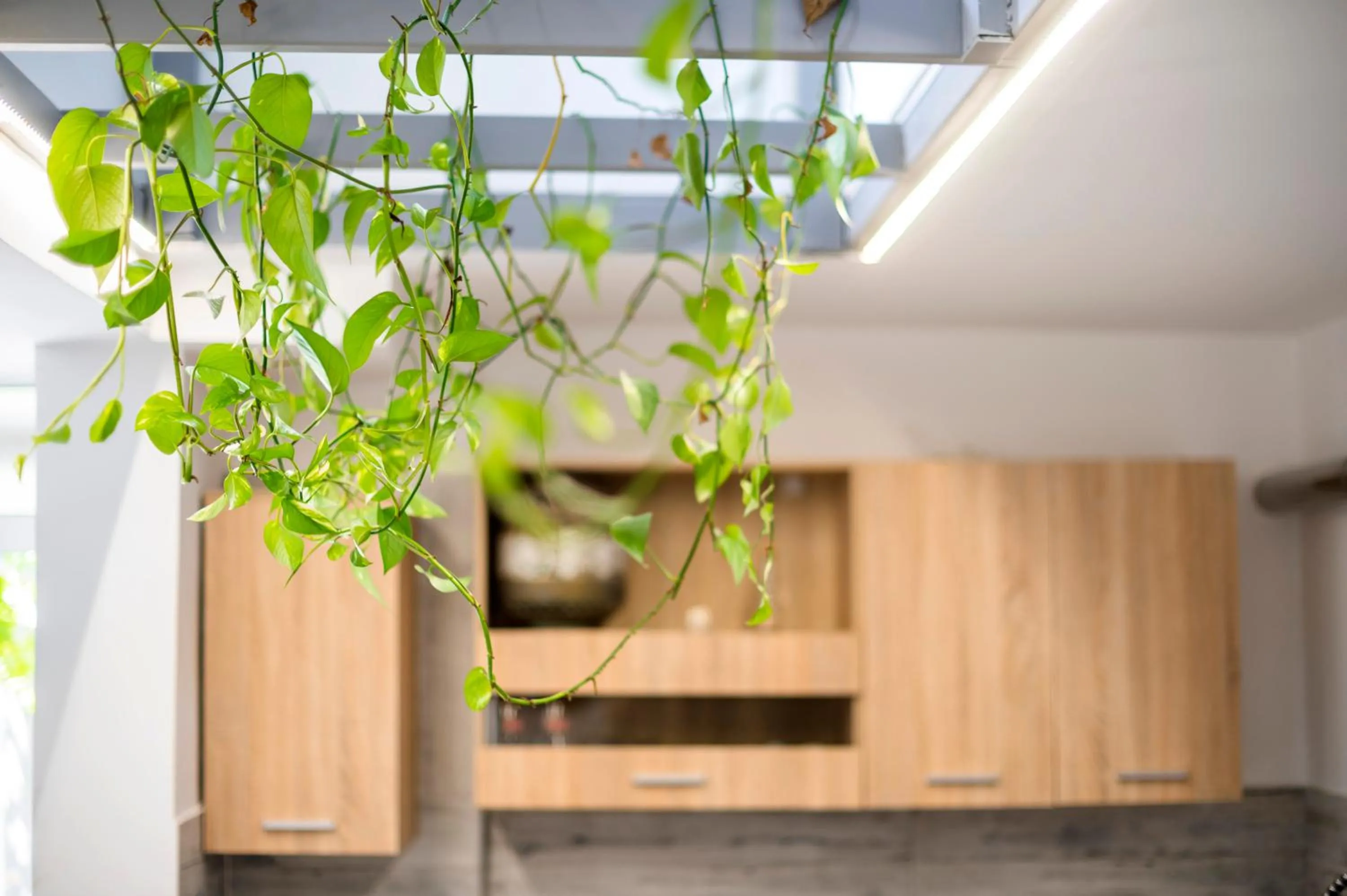 Decorative detail in Lefka Hotel & Apartments