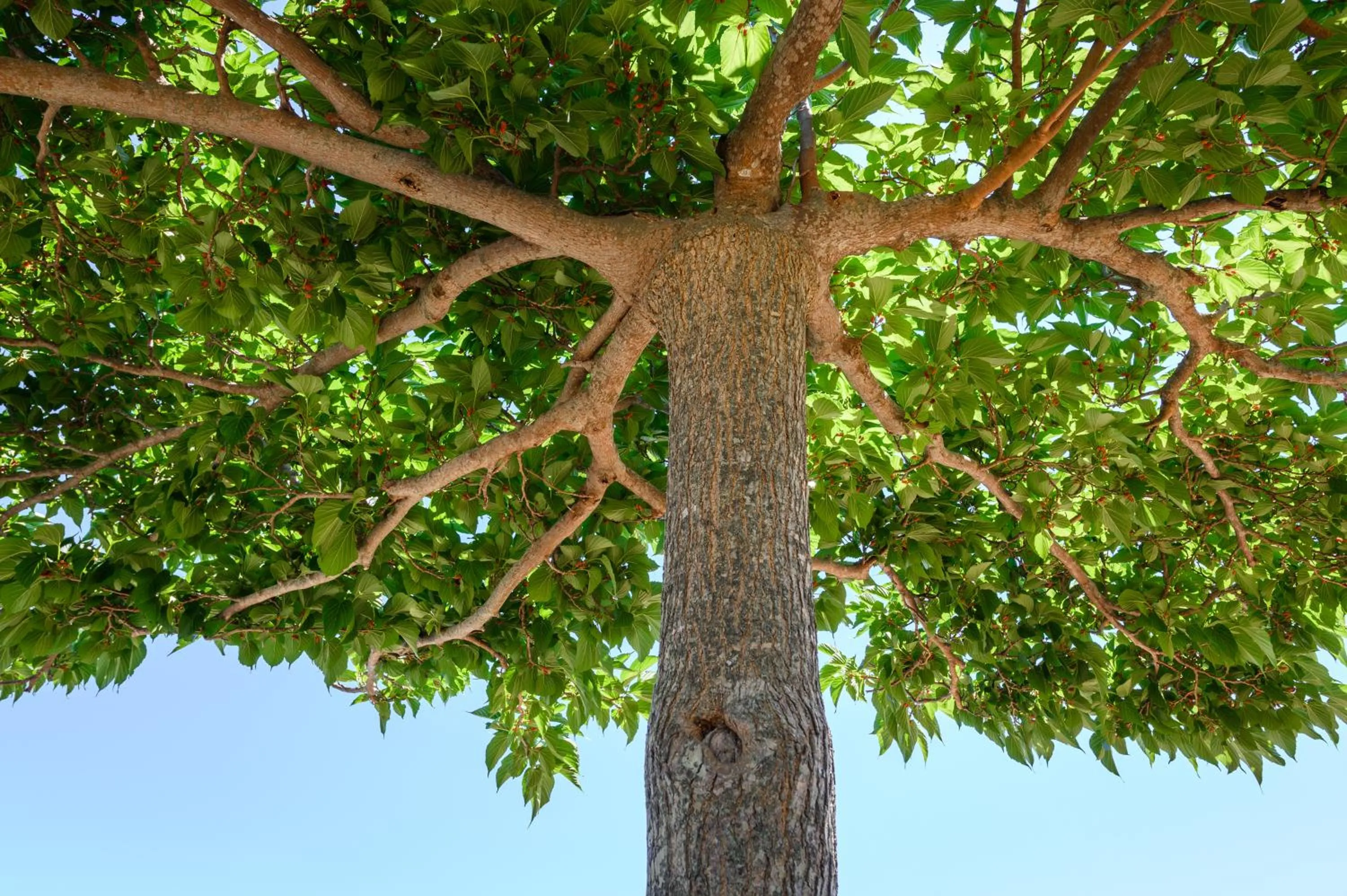 Other Animals in Complesso Delle Antiche Rotte