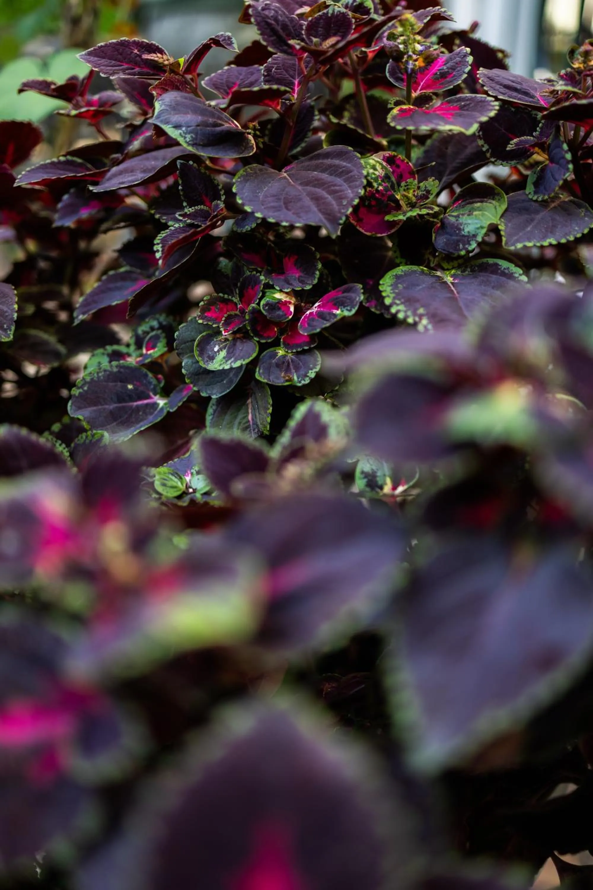 Garden in Hotel Liqeni