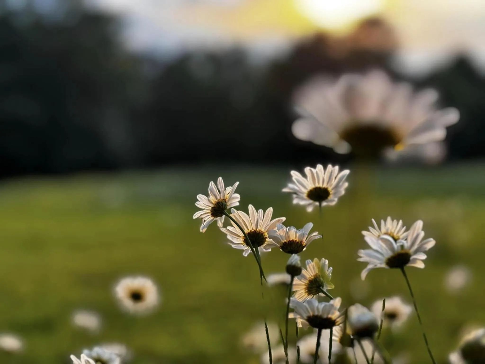 Activities in Fire Mountain