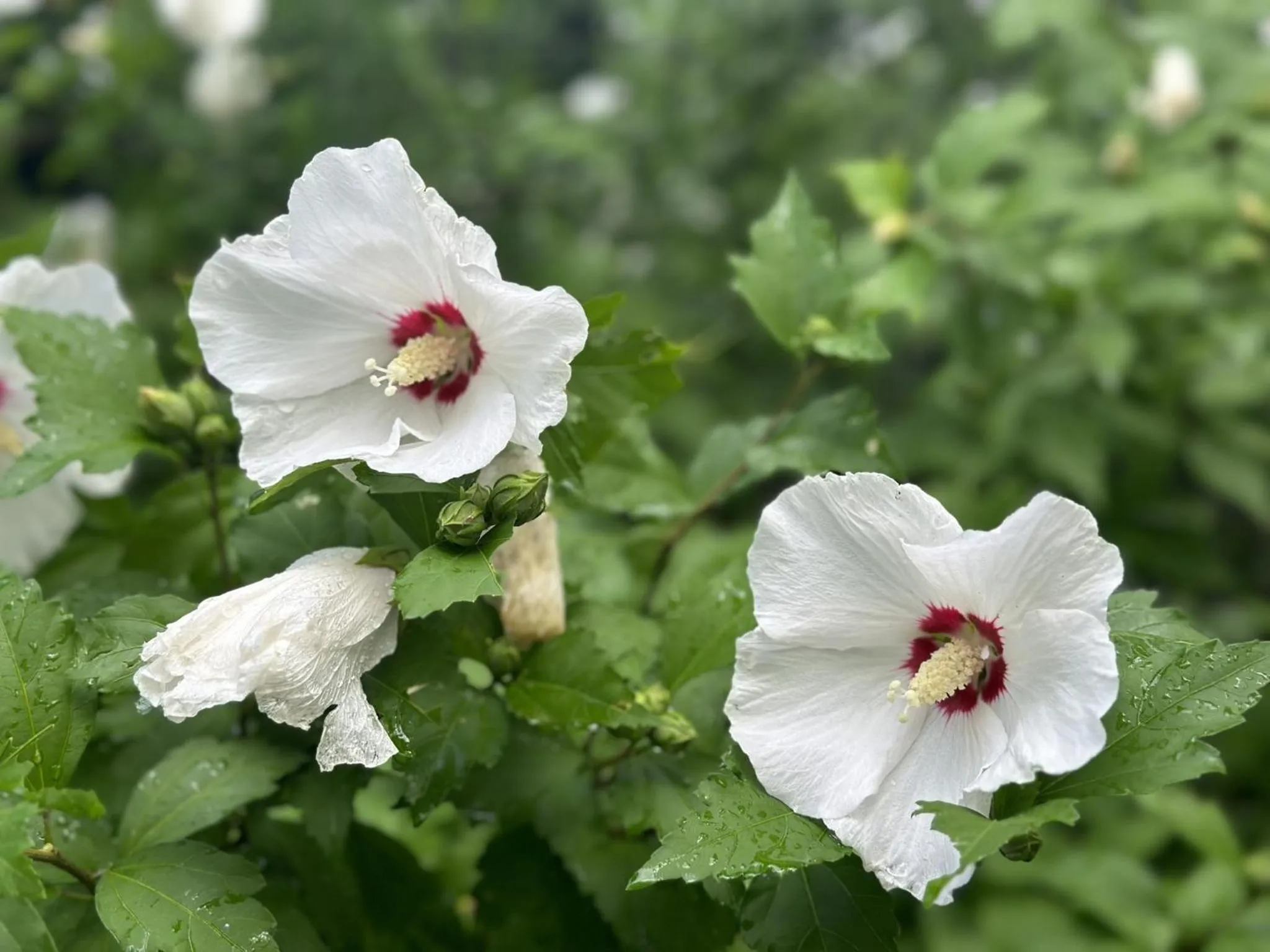 Other in Fire Mountain