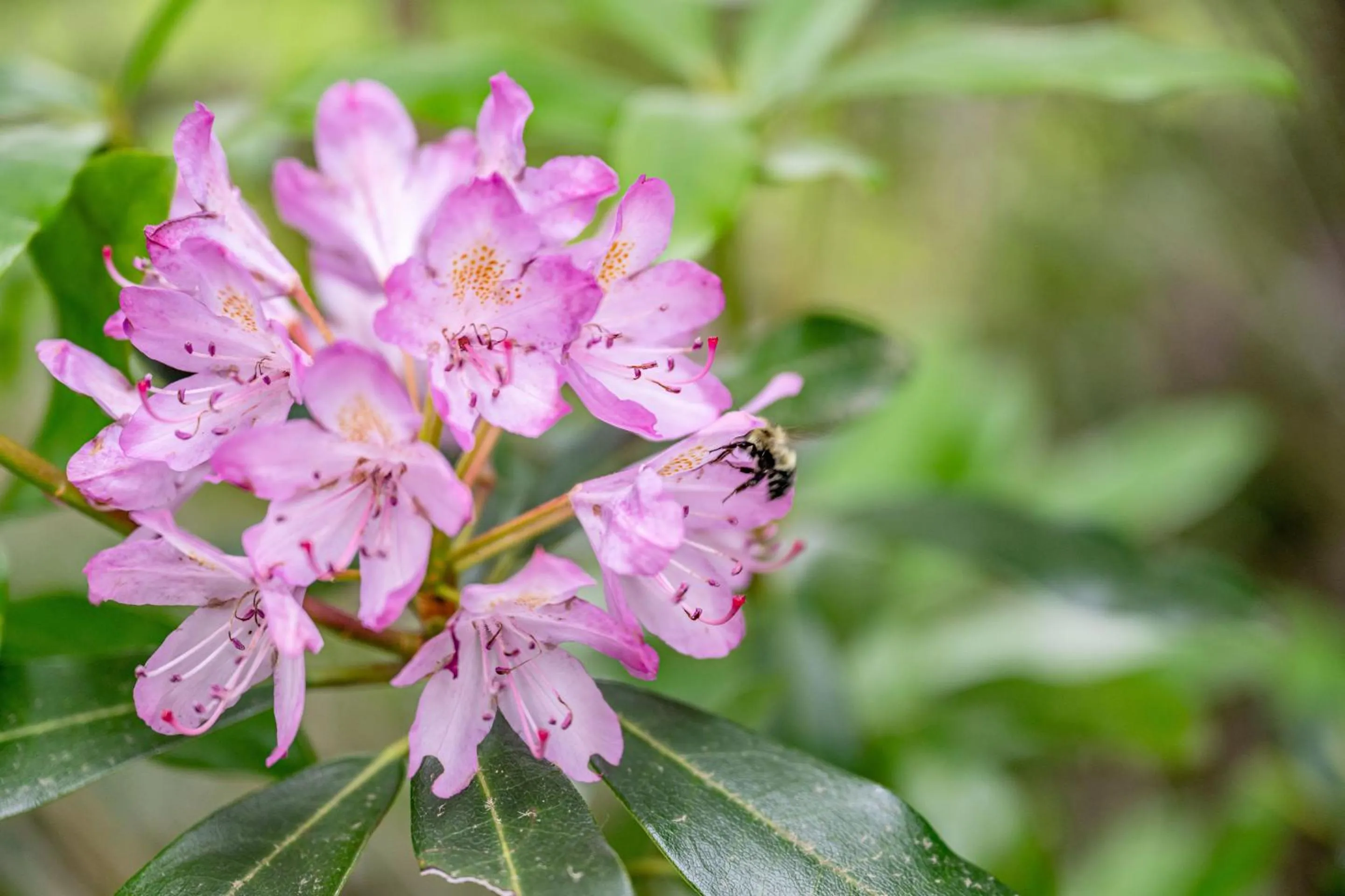 Activities in Fire Mountain