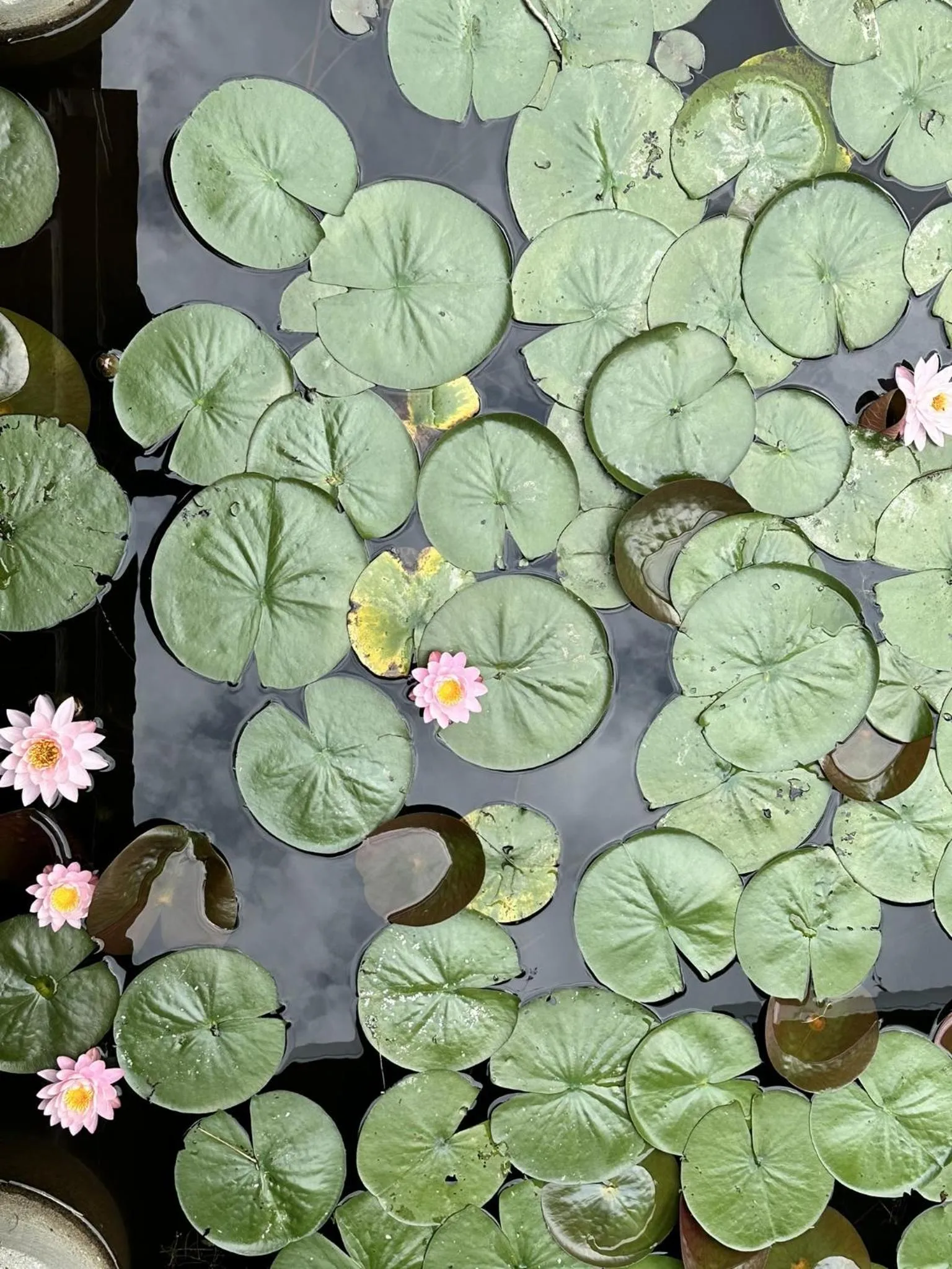 Other in Fire Mountain