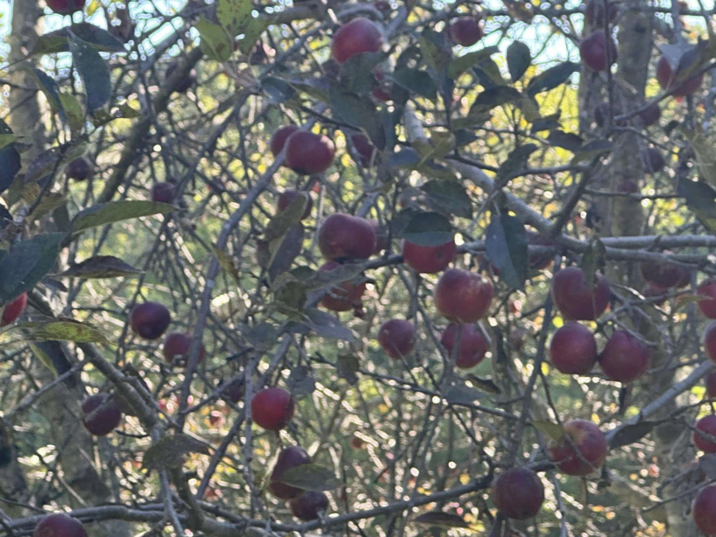 Other in Fire Mountain