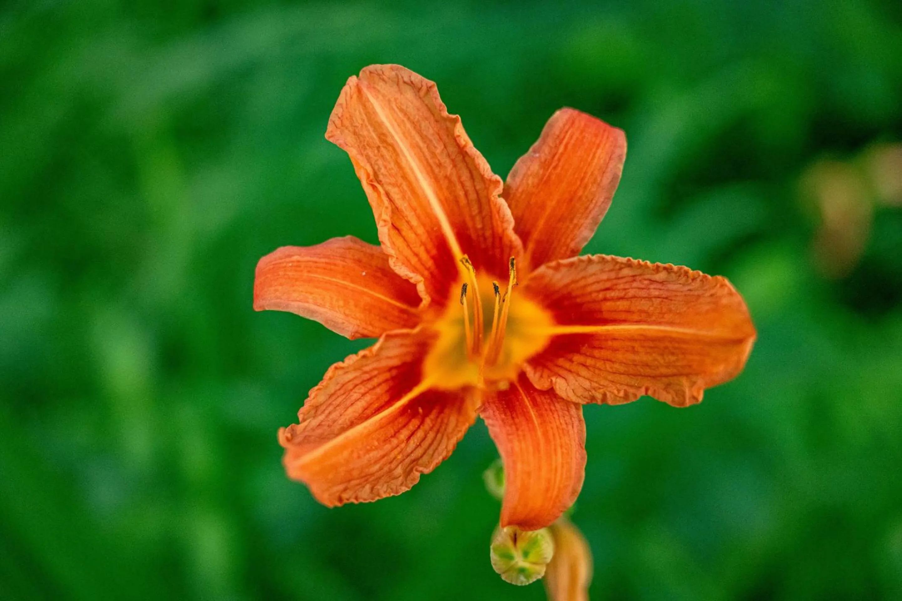 Activities in Fire Mountain