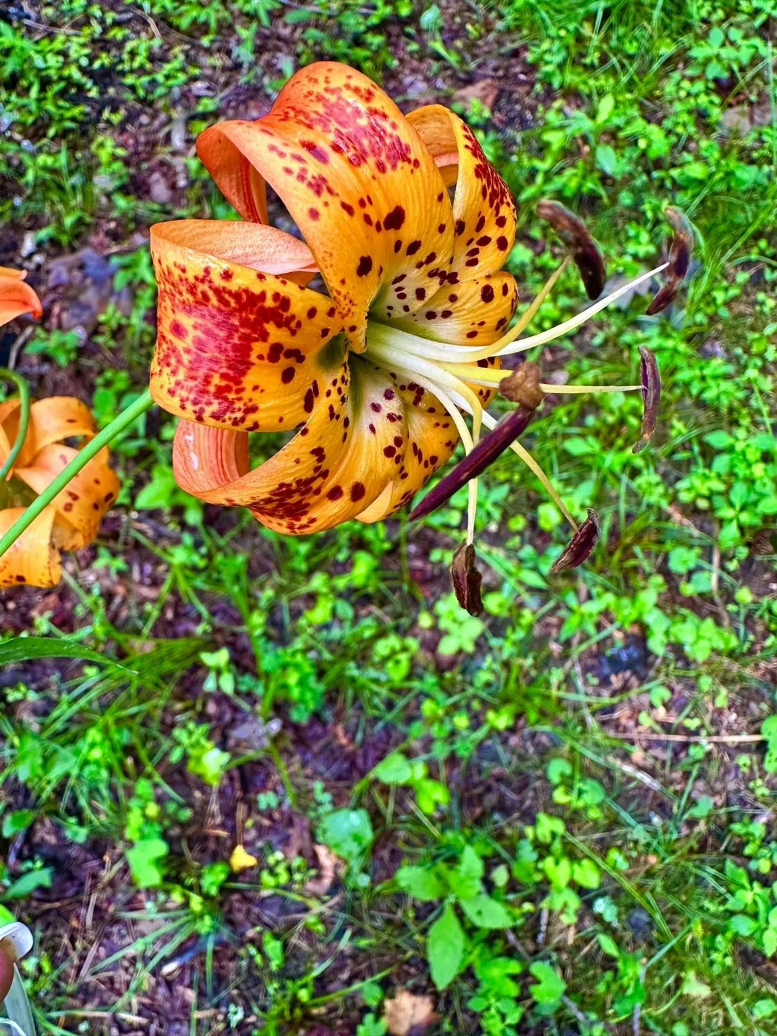 Other in Fire Mountain